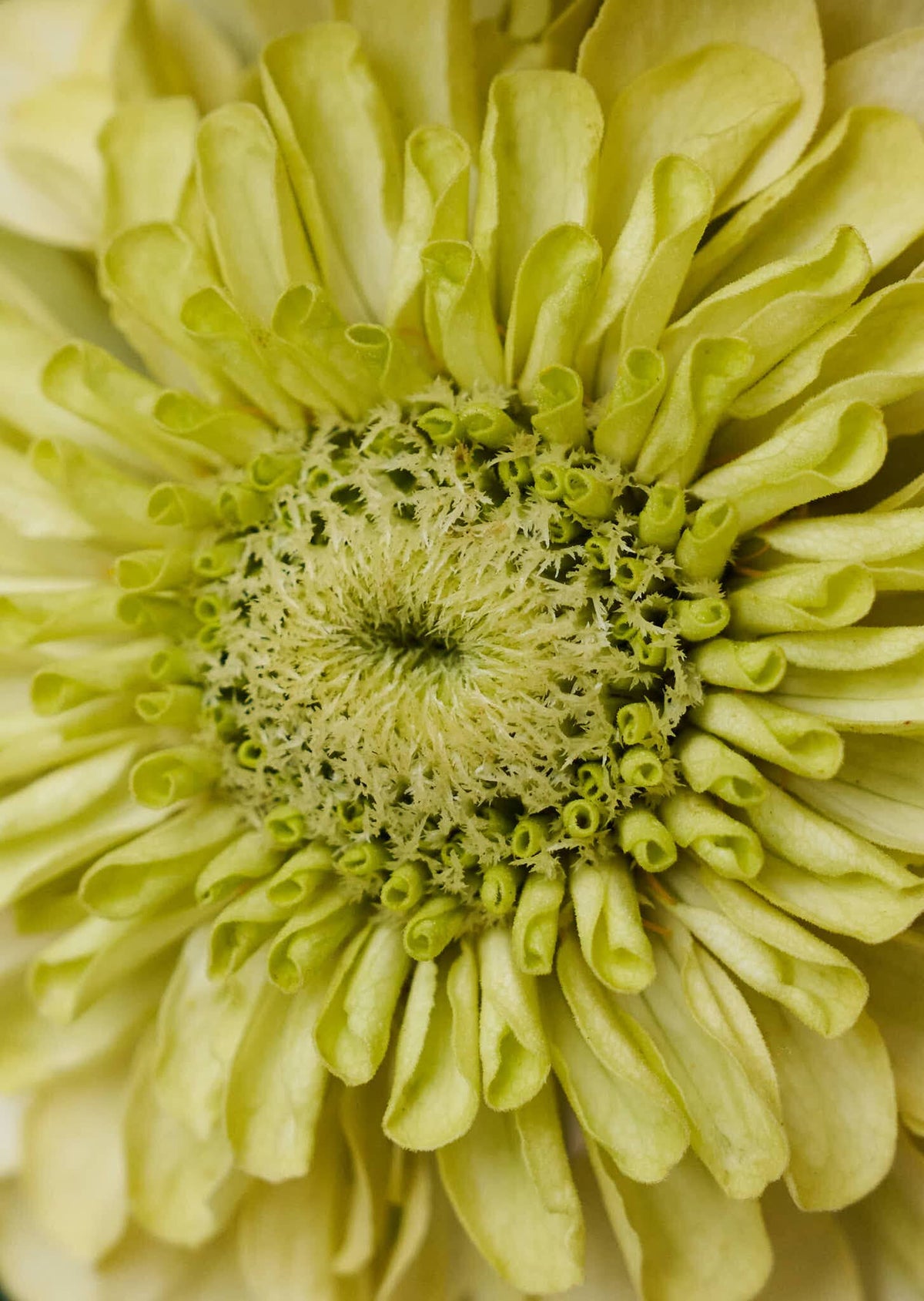 Frøkenhat 'Envy' Seed 