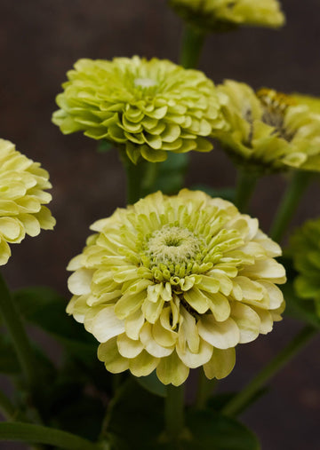 Frøkenhat 'Envy' Seed 