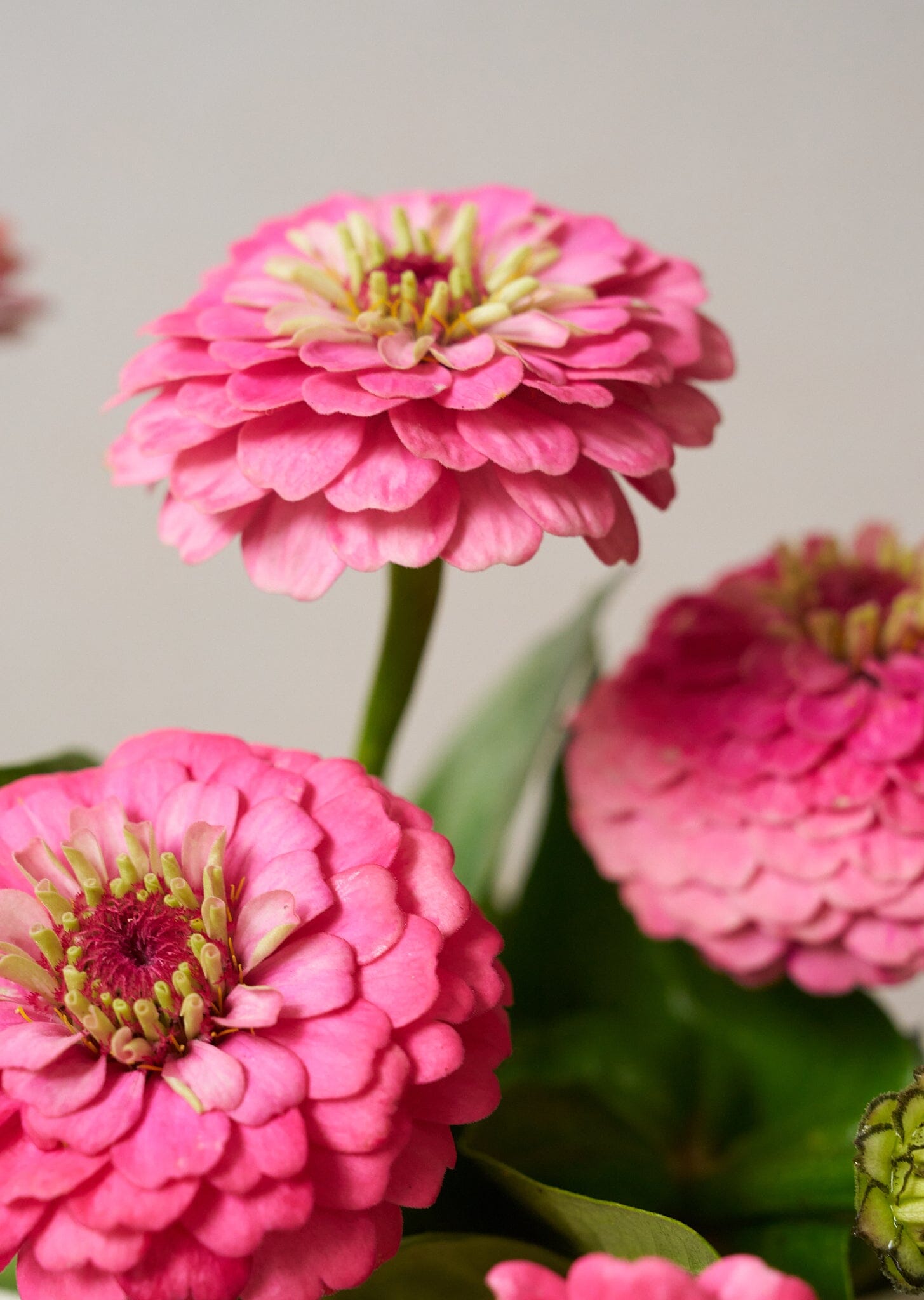 Frøkenhat 'Oklahoma Pink' Seed 
