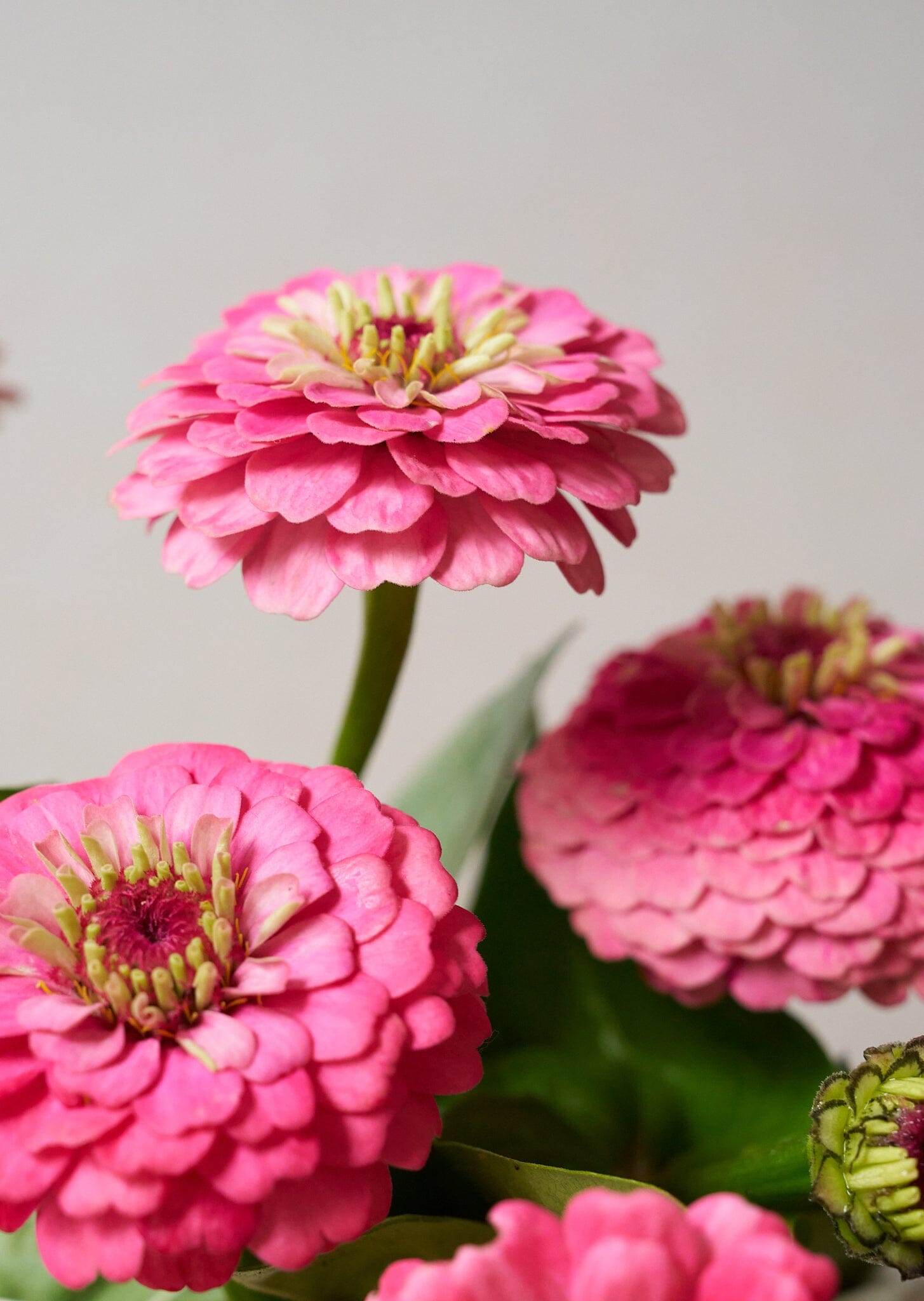 Frøkenhat 'Oklahoma Pink' Seed 