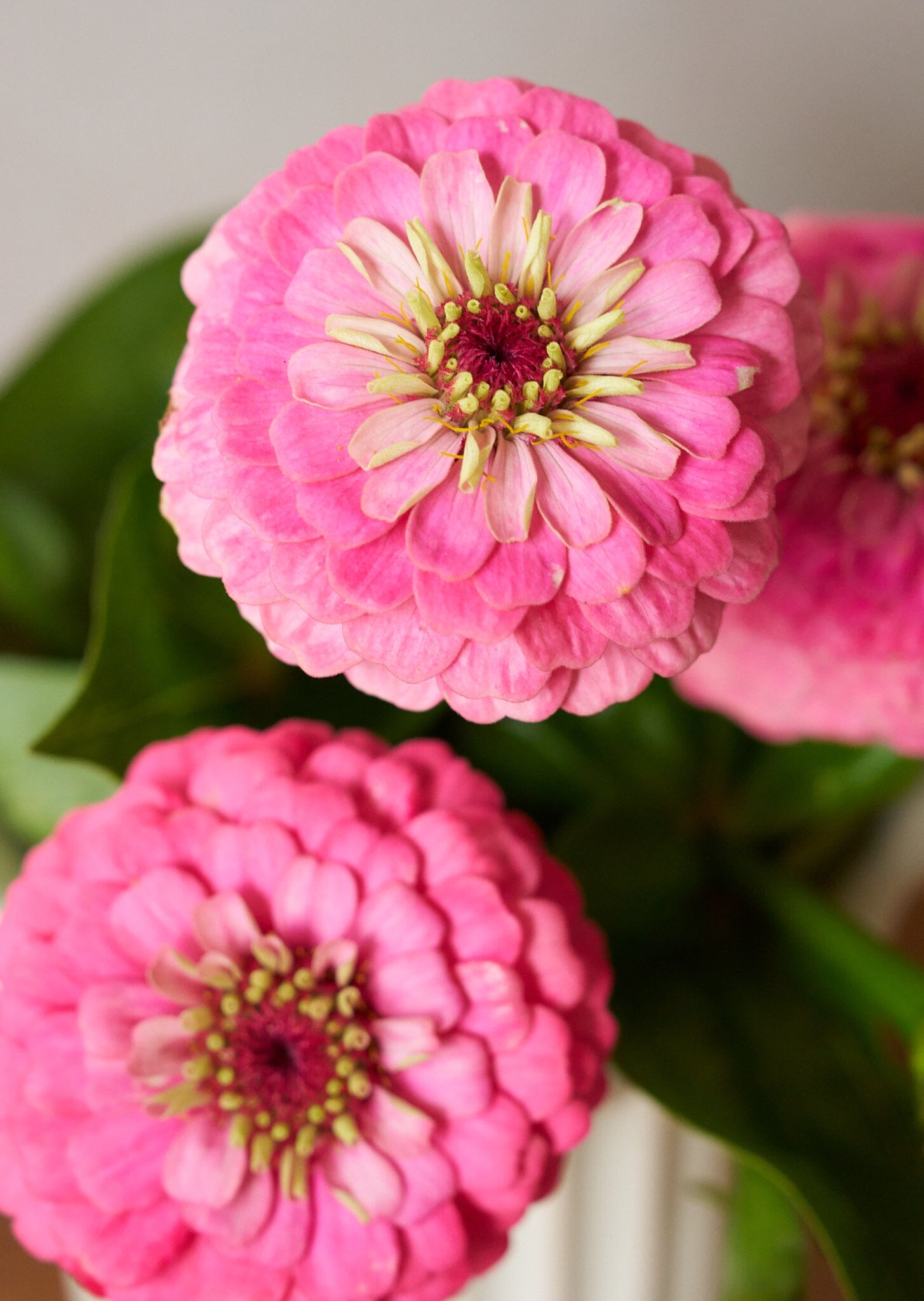Frøkenhat 'Oklahoma Pink' Seed 