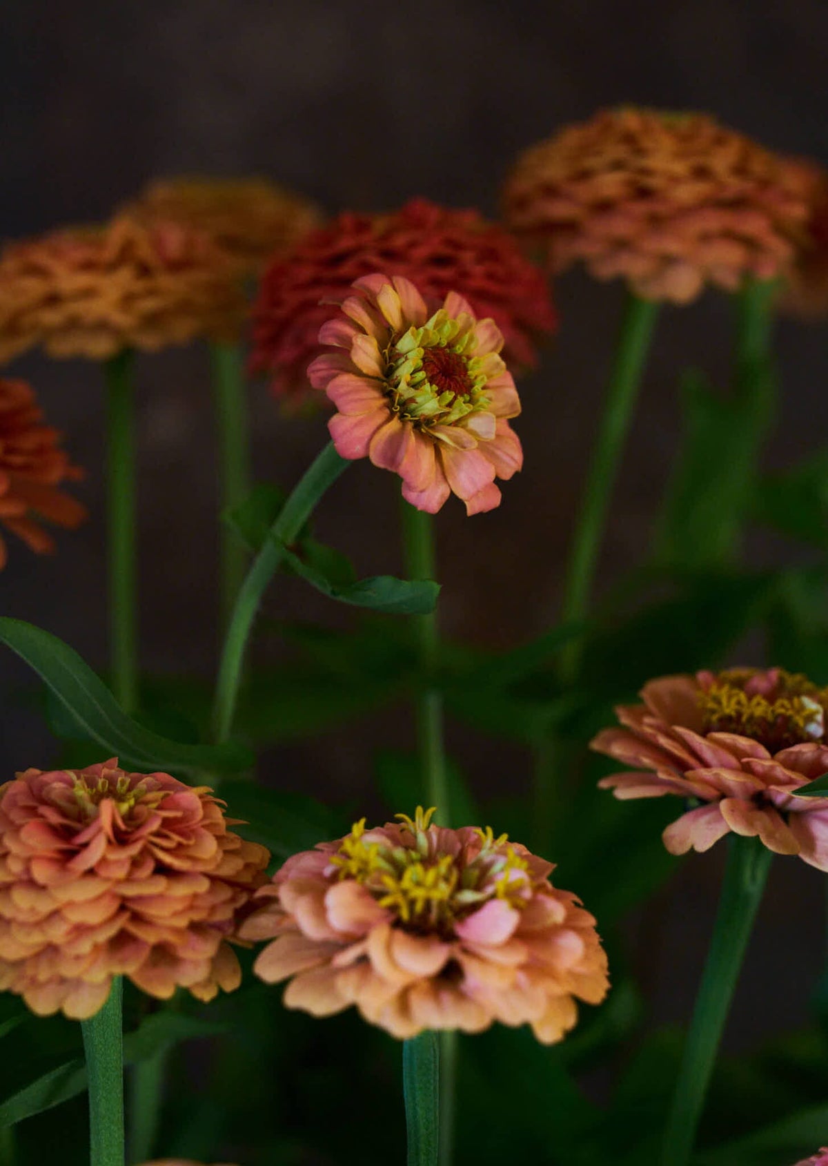 Frøkenhat 'Oklahoma Salmon' Seed 