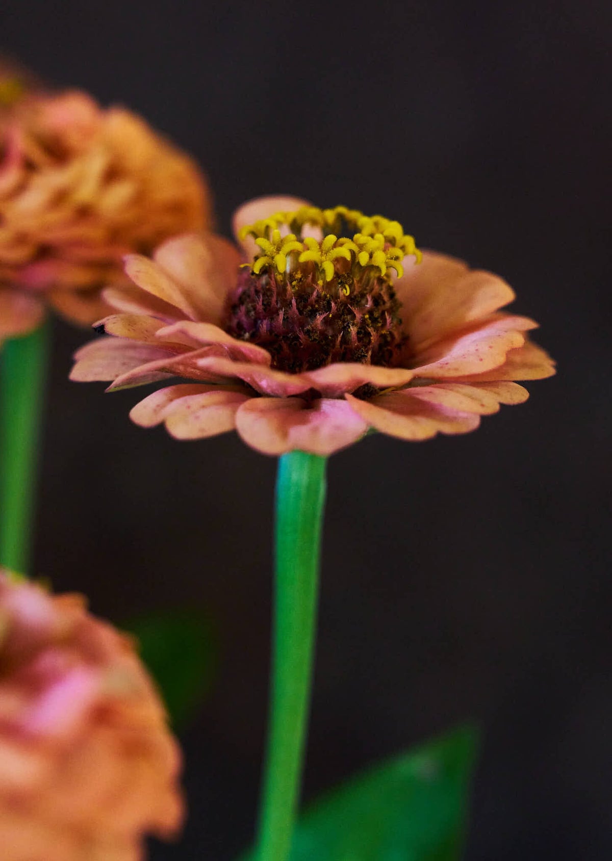 Frøkenhat 'Oklahoma Salmon' Seed 