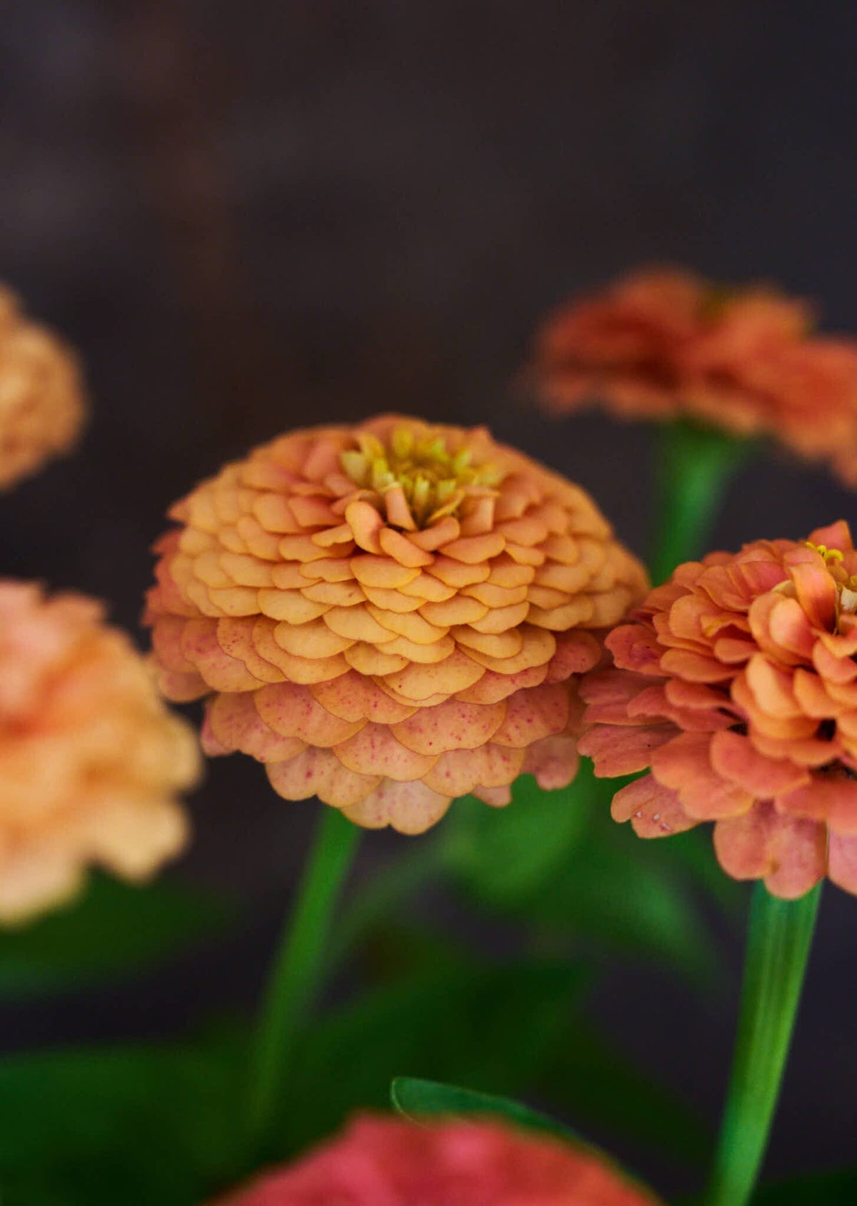 Frøkenhat 'Oklahoma Salmon' Seed 