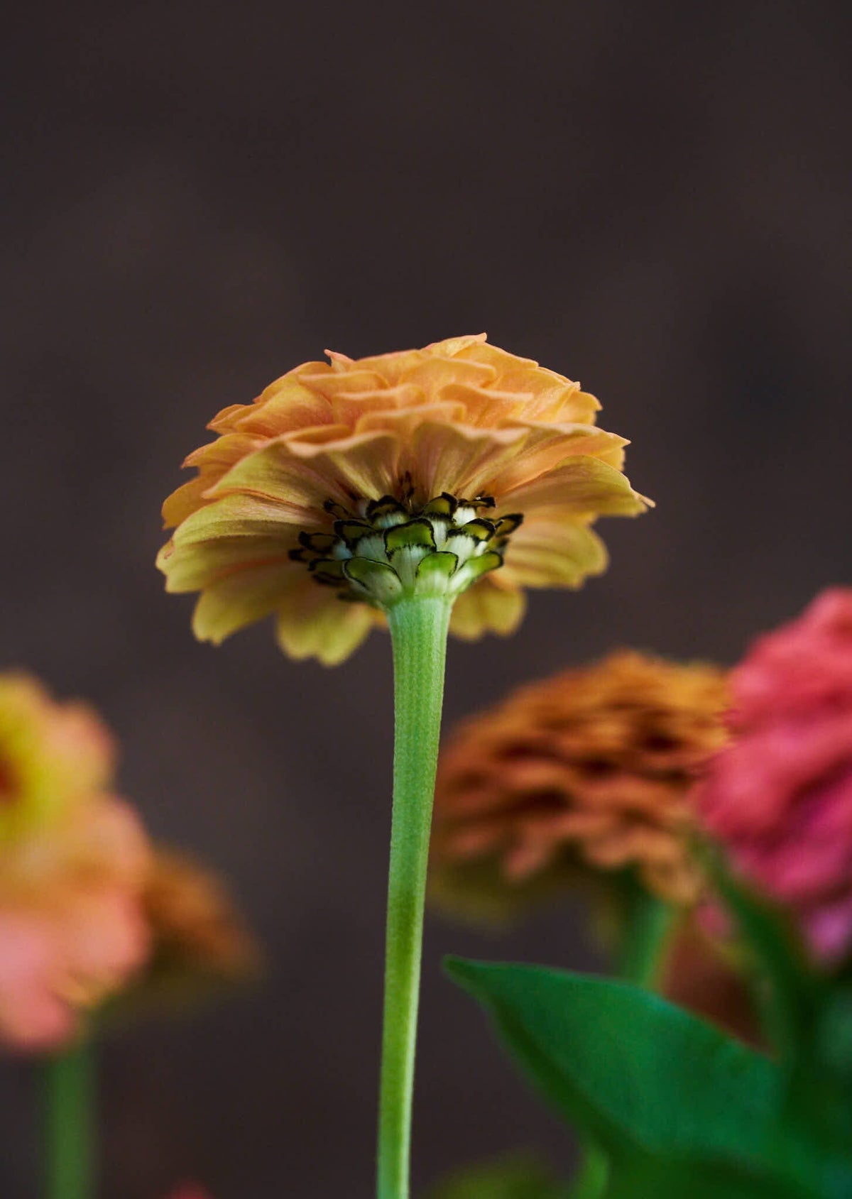 Frøkenhat 'Oklahoma Salmon' Seed 