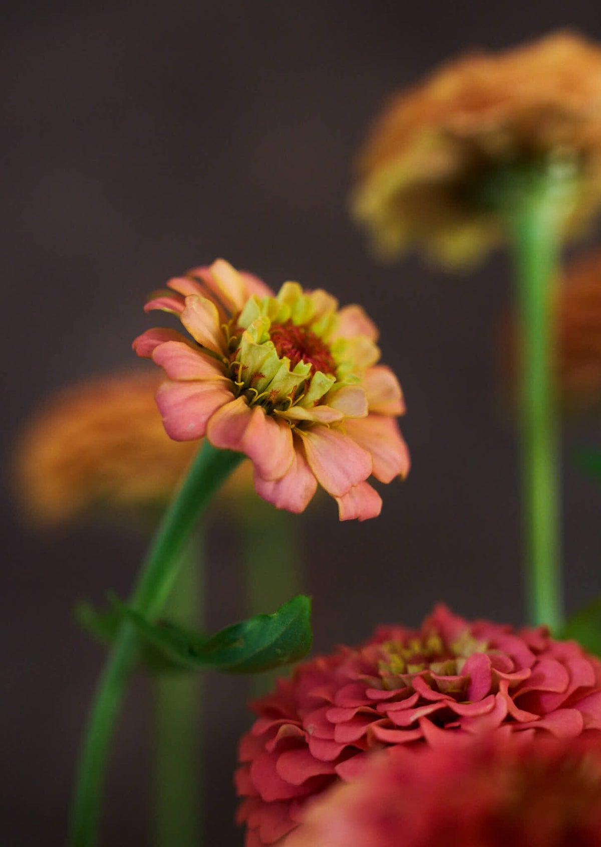 Frøkenhat 'Oklahoma Salmon' Seed 