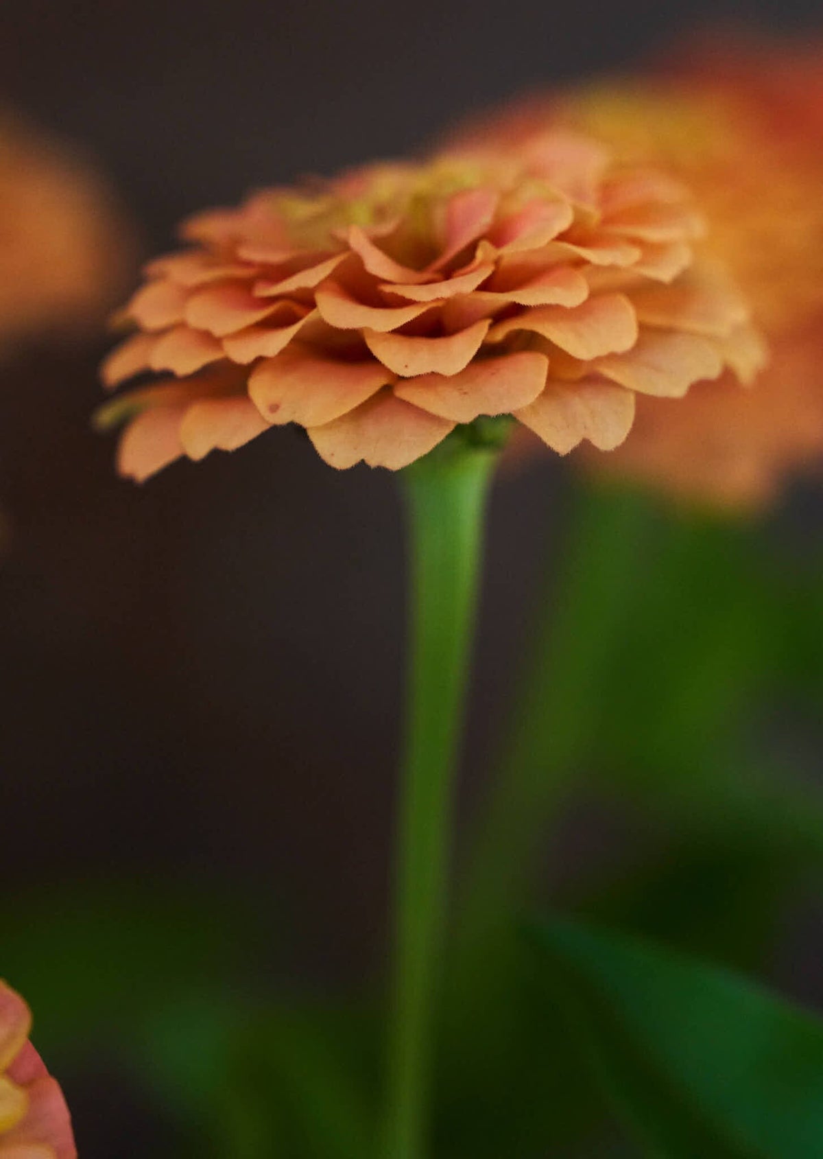 Frøkenhat 'Oklahoma Salmon' Seed 