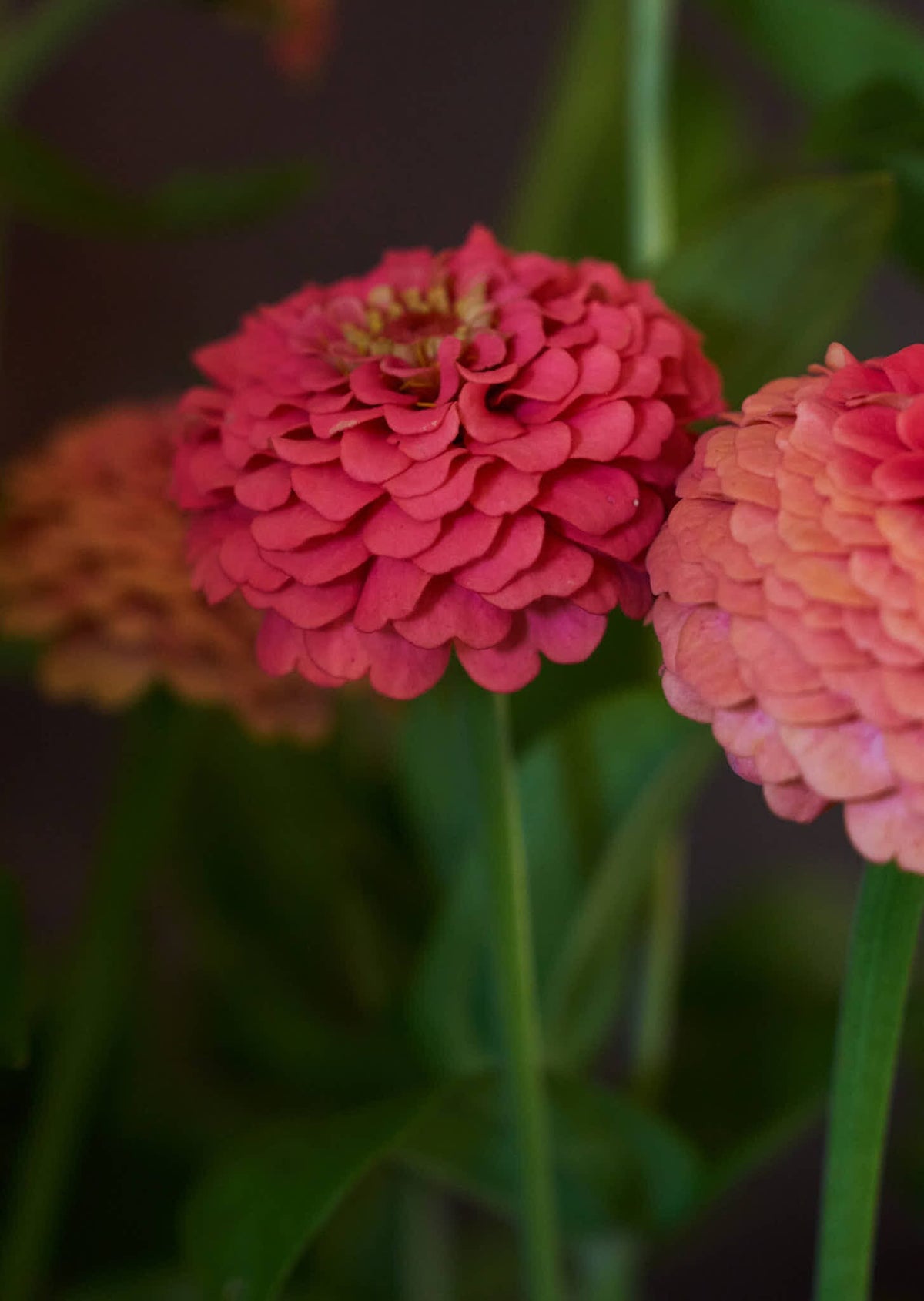 Frøkenhat 'Oklahoma Salmon' Seed 