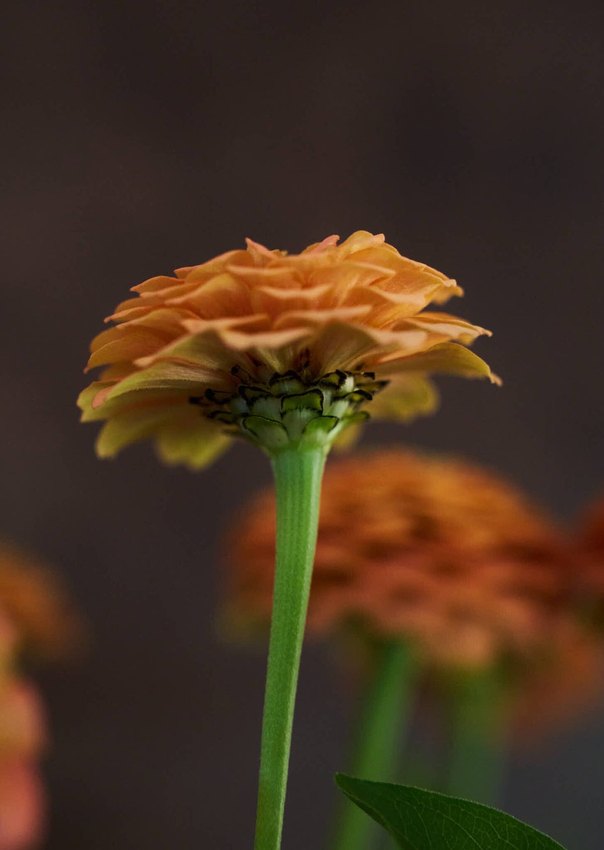 Frøkenhat 'Oklahoma Salmon' Seed 