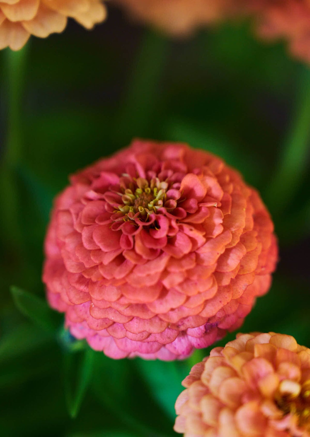 Frøkenhat 'Oklahoma Salmon' Seed 