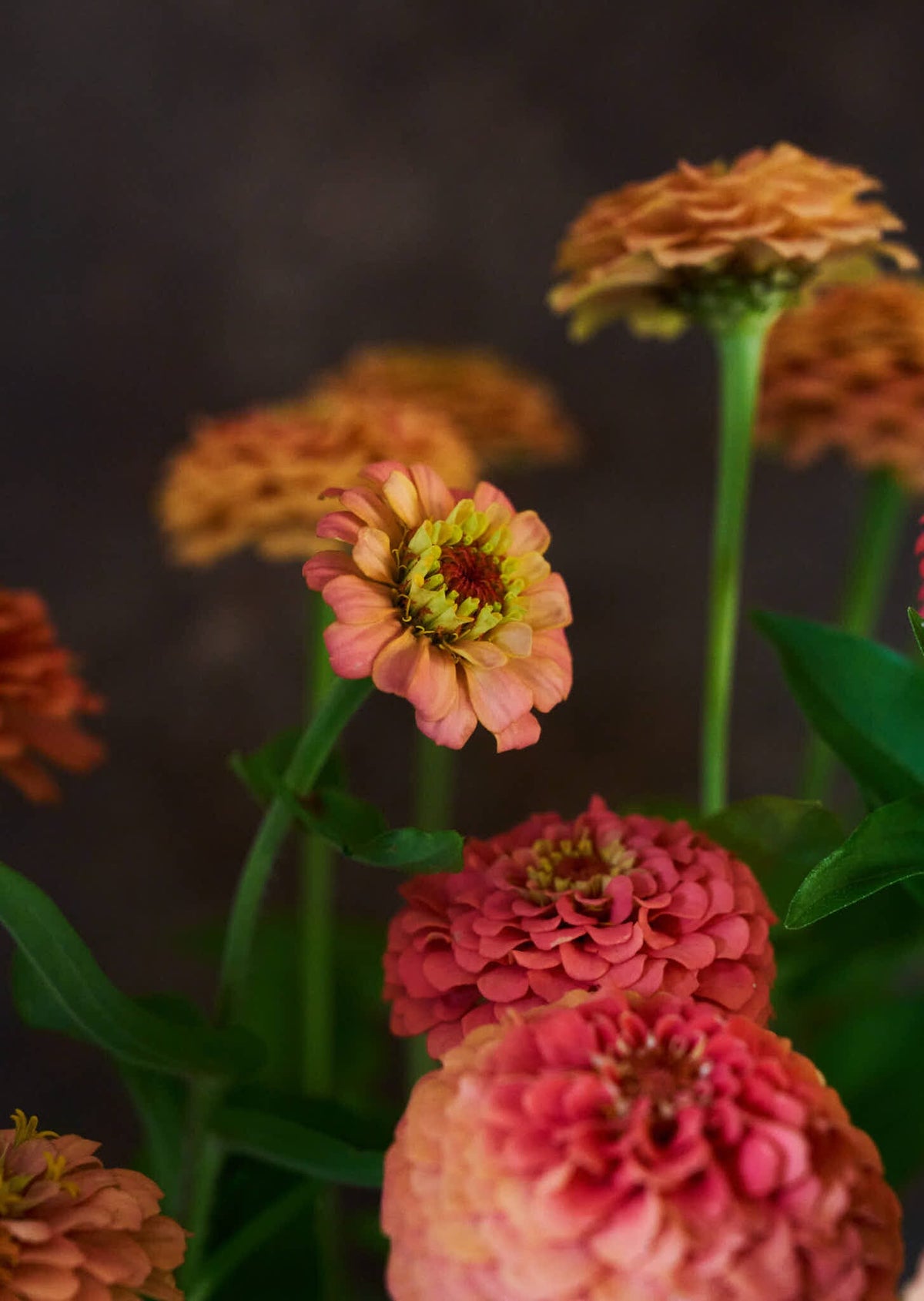 Frøkenhat 'Oklahoma Salmon' Seed 