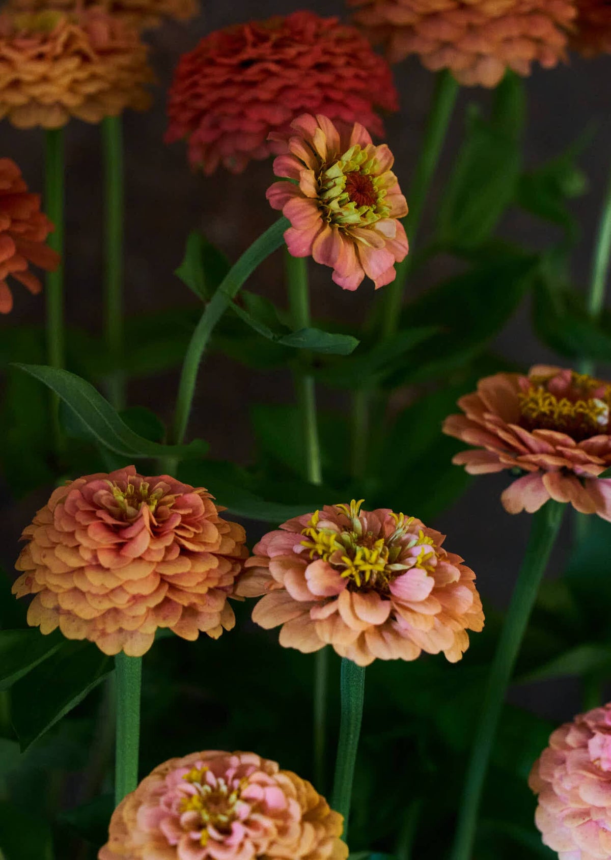Frøkenhat 'Oklahoma Salmon' Seed 