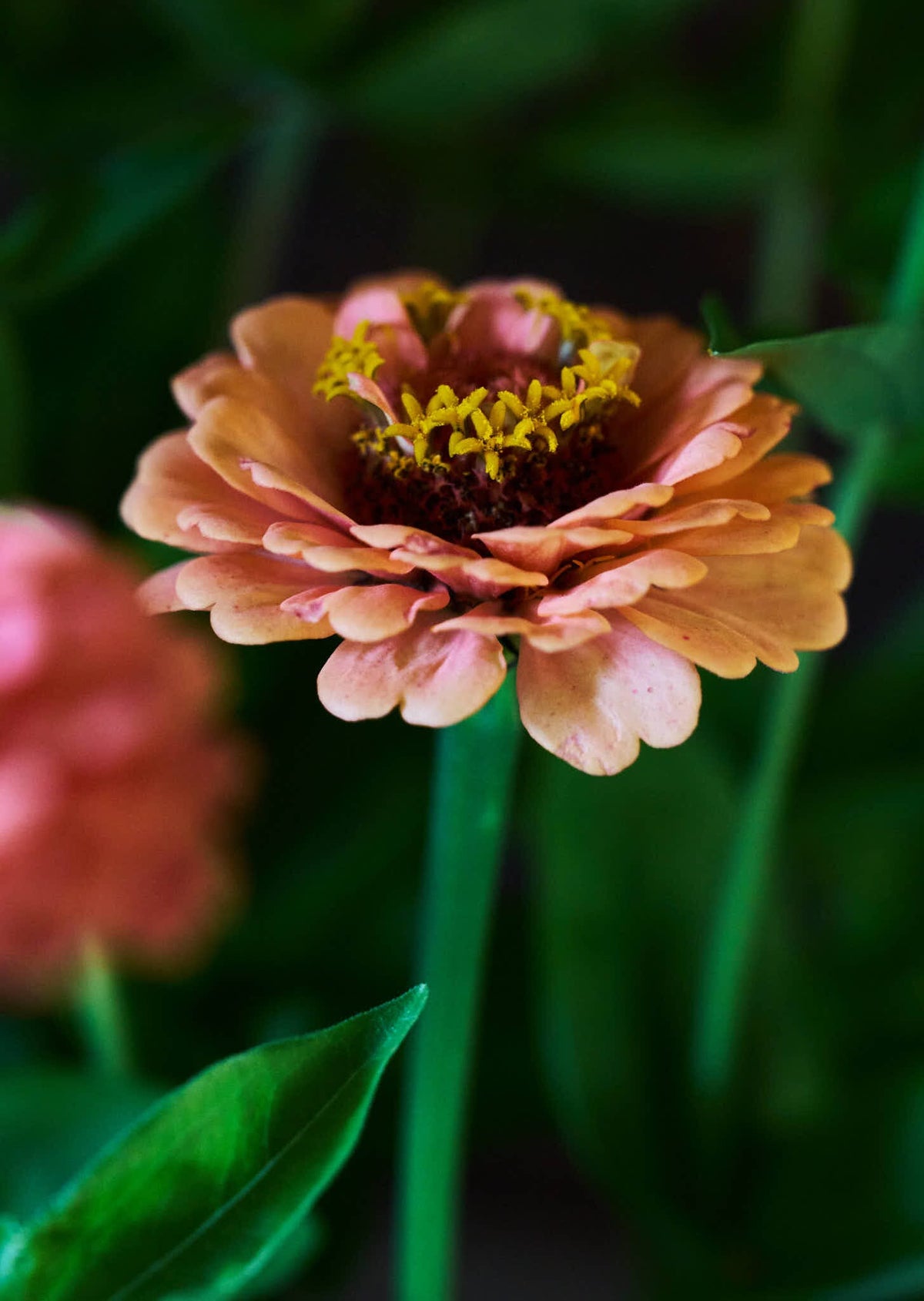 Frøkenhat 'Oklahoma Salmon' Seed 