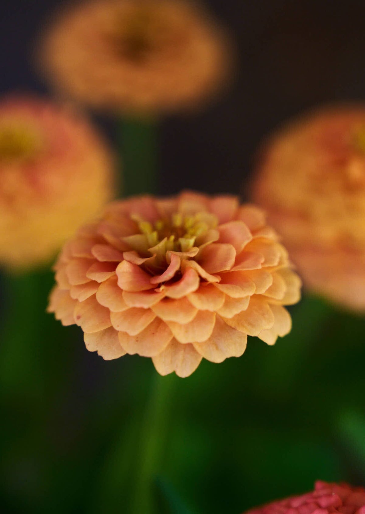 Frøkenhat 'Oklahoma Salmon' Seed 