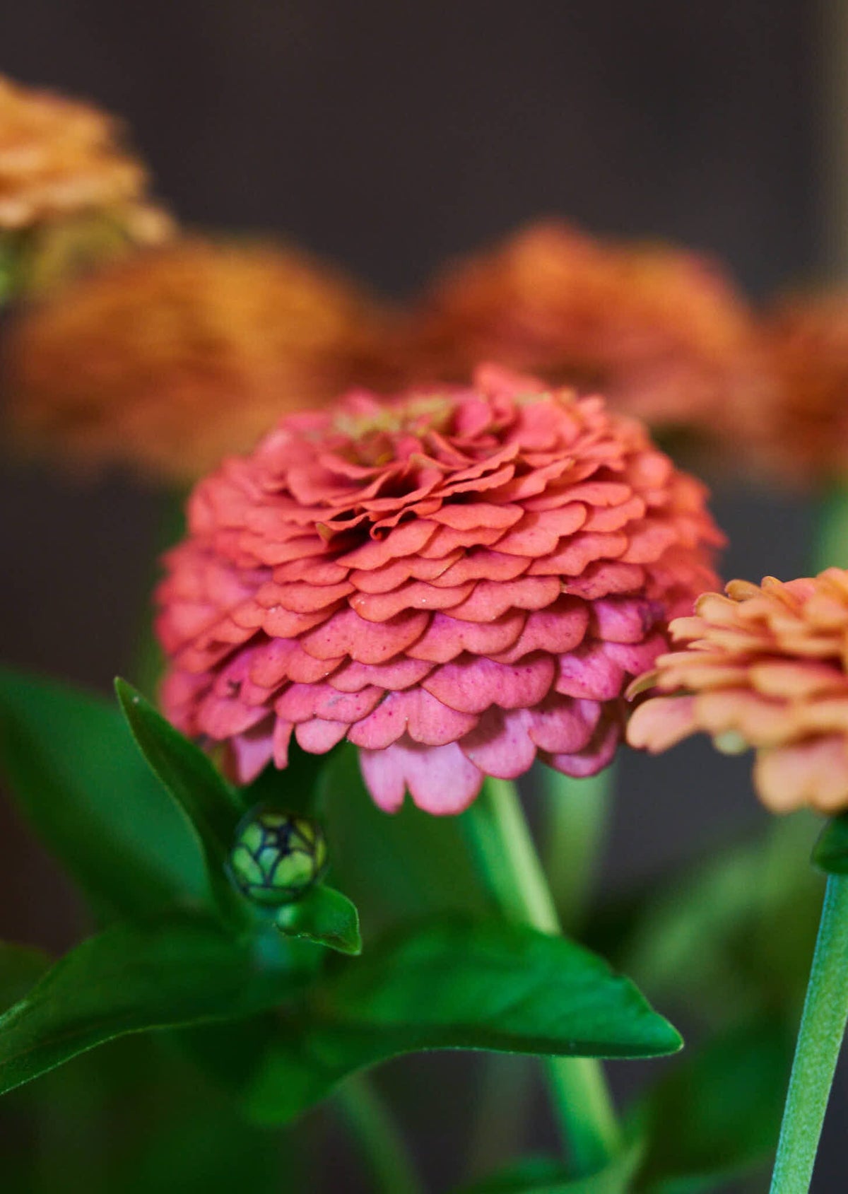 Frøkenhat 'Oklahoma Salmon' Seed 