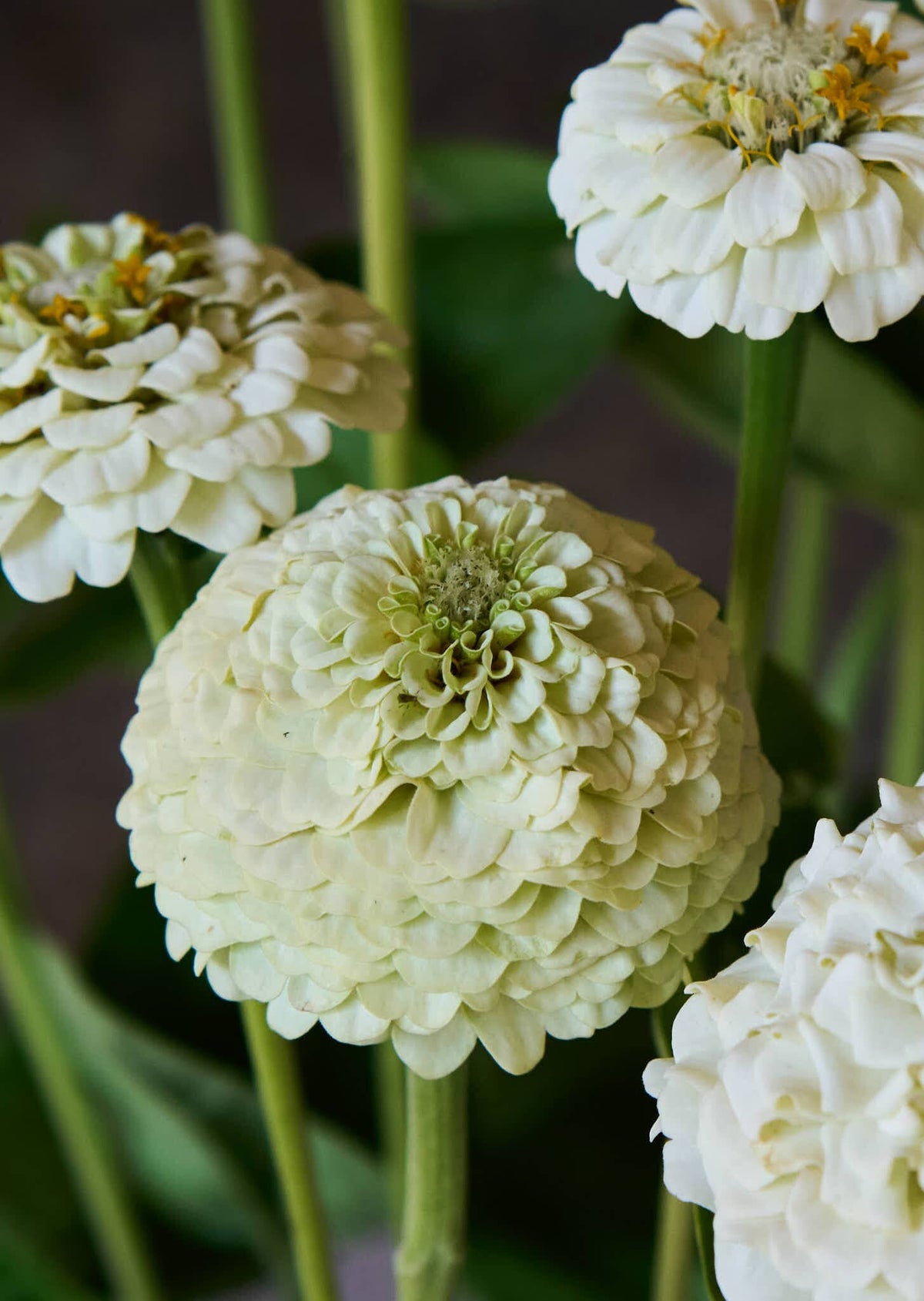 Frøkenhat 'Oklahoma White' Seed 