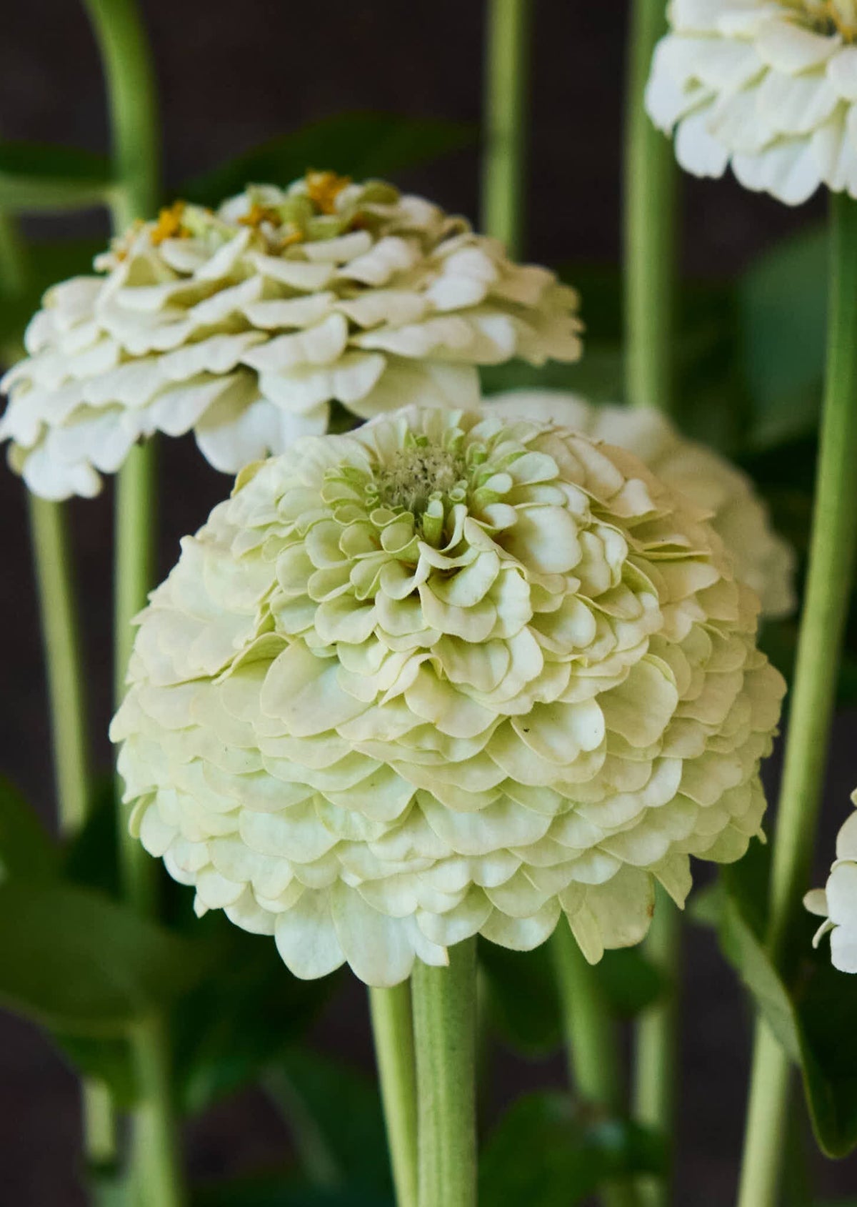 Frøkenhat 'Oklahoma White' Seed 