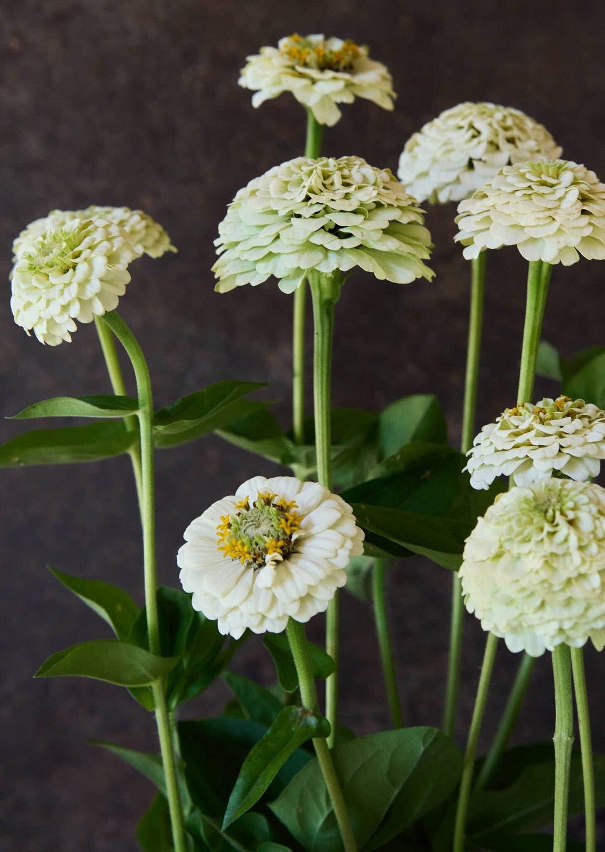 Frøkenhat 'Oklahoma White' Seed 