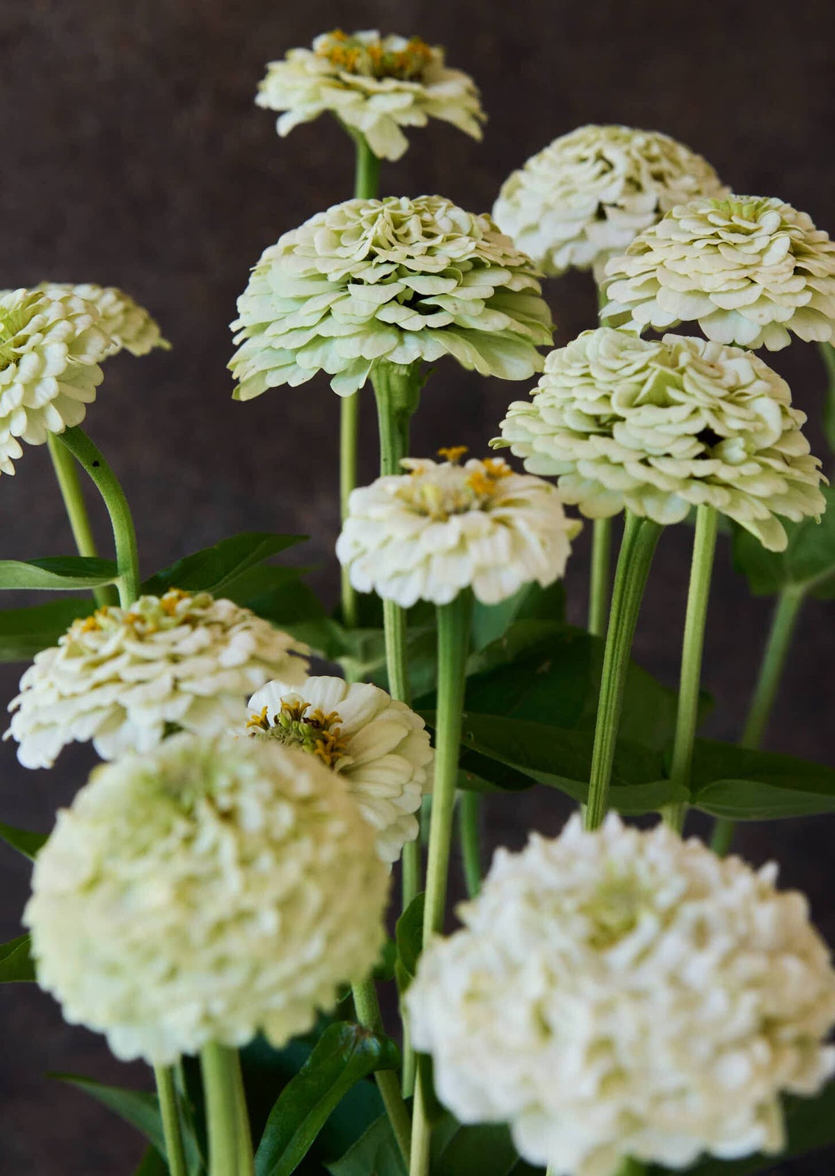 Frøkenhat 'Oklahoma White' Seed 