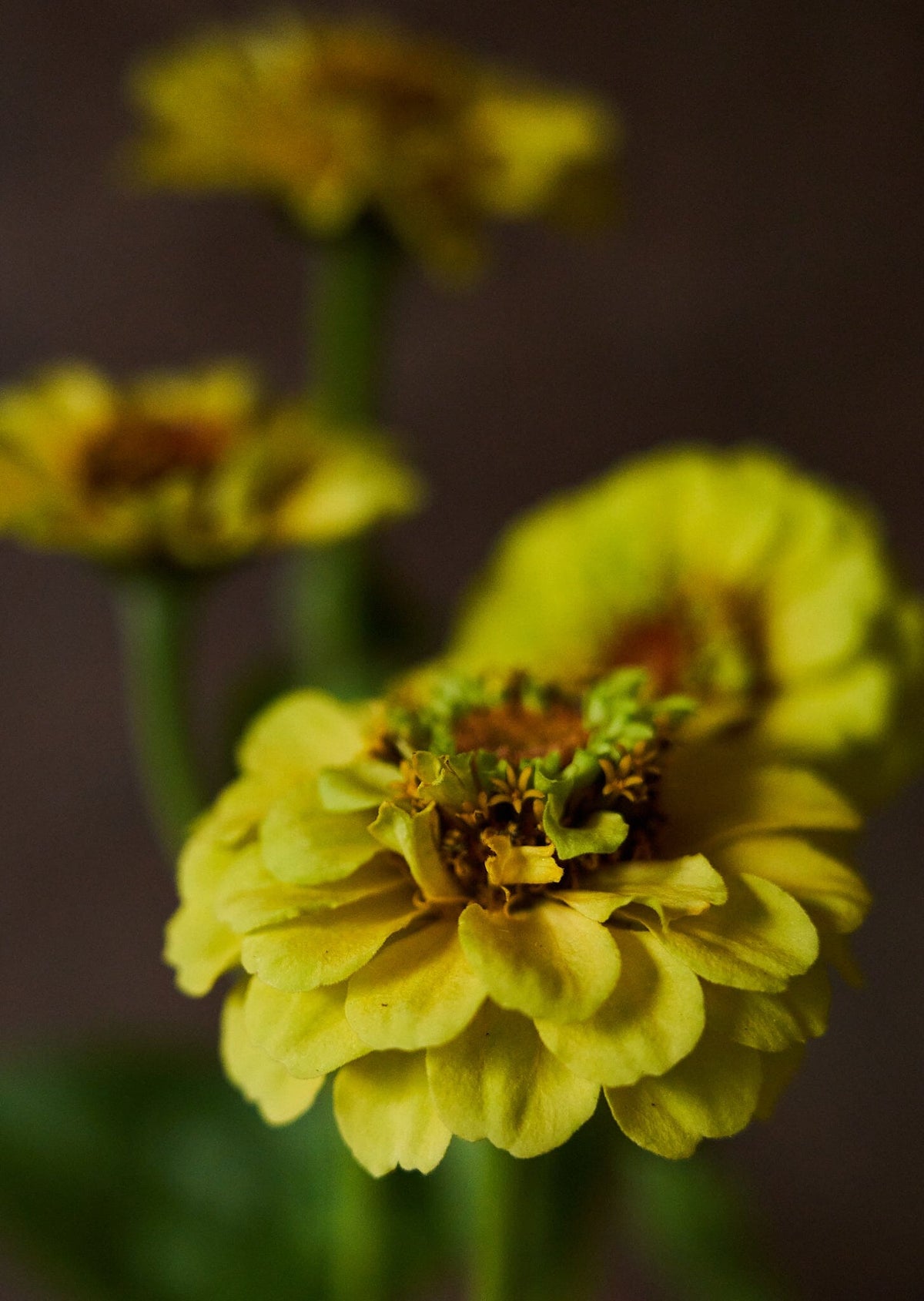 Frøkenhat 'Queen Lemon Peach' Seed 