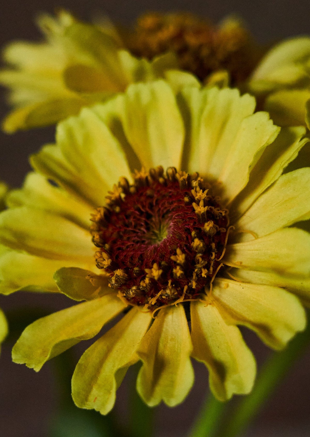 Frøkenhat 'Queen Lemon Peach' Seed 