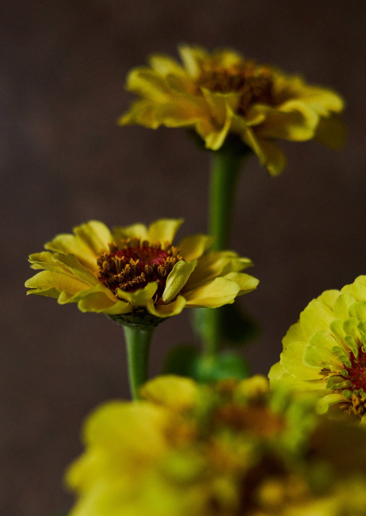 Frøkenhat 'Queen Lemon Peach' Seed 