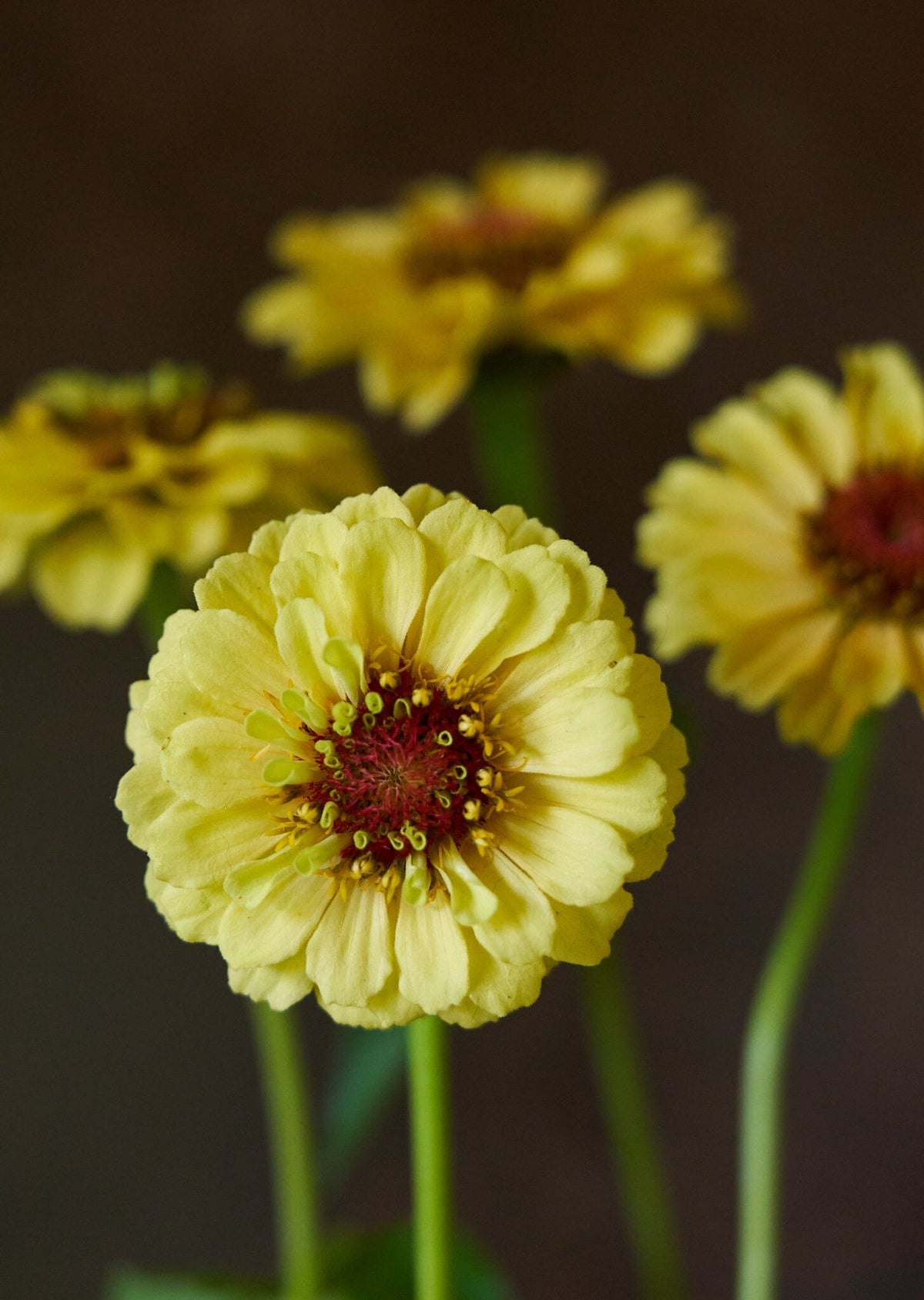 Frøkenhat 'Queen Lemon Peach' Seed 