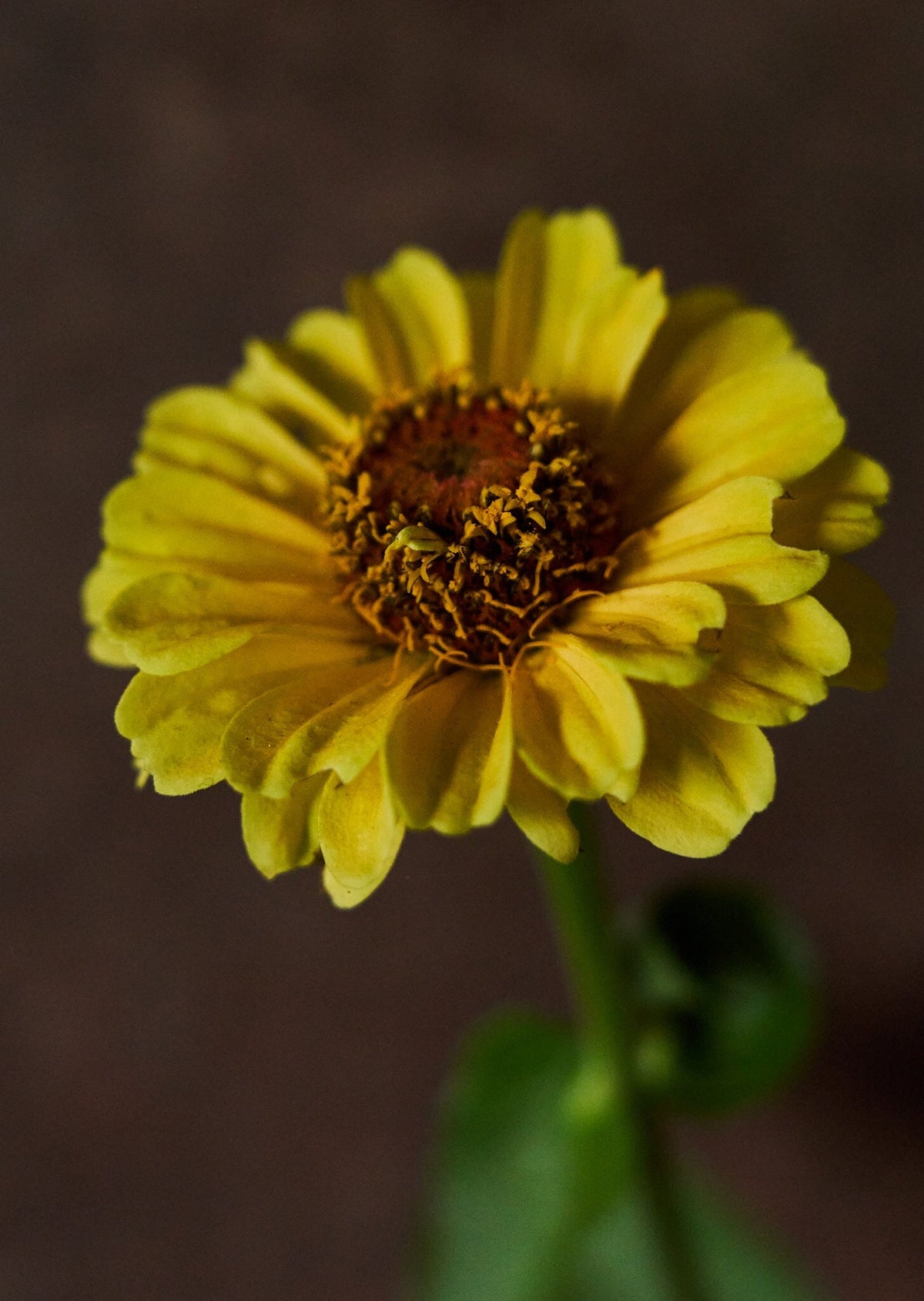 Frøkenhat 'Queen Lemon Peach' Seed 