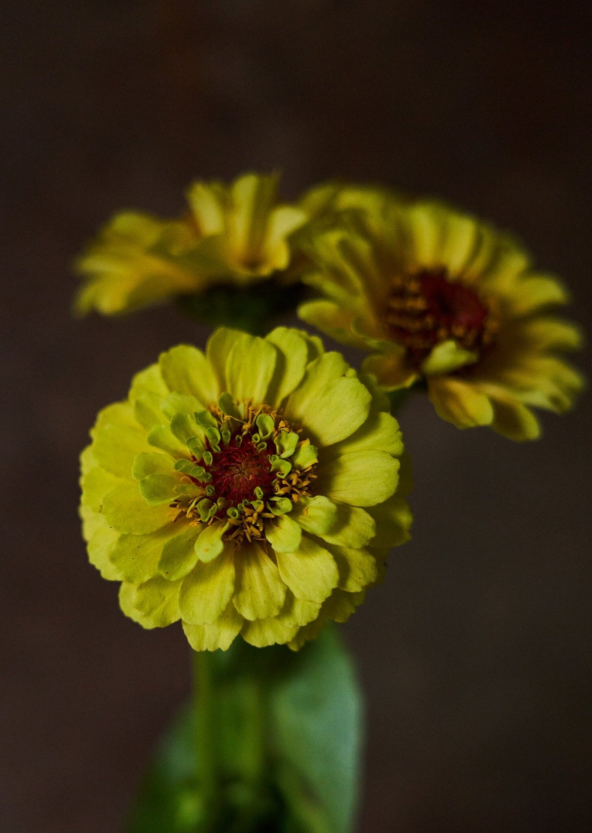 Frøkenhat 'Queen Lemon Peach' Seed 
