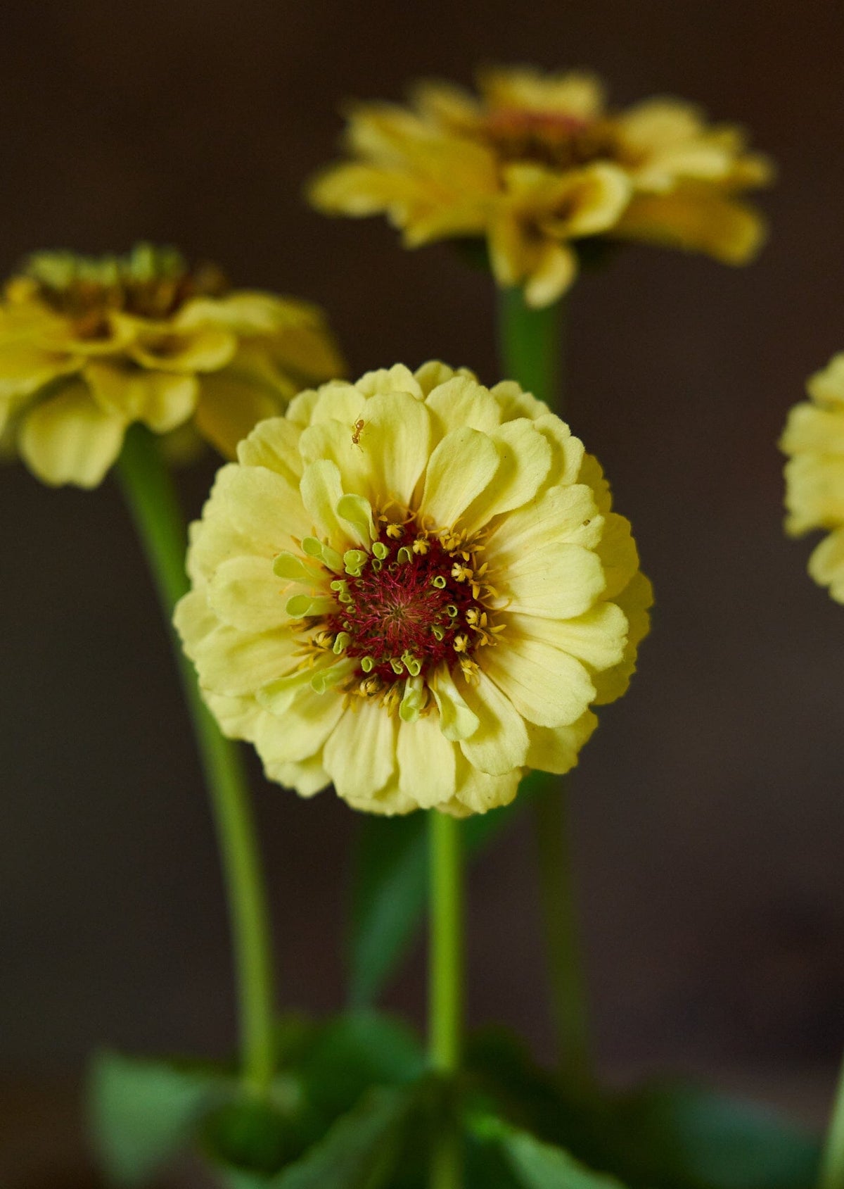 Frøkenhat 'Queen Lemon Peach' Seed 