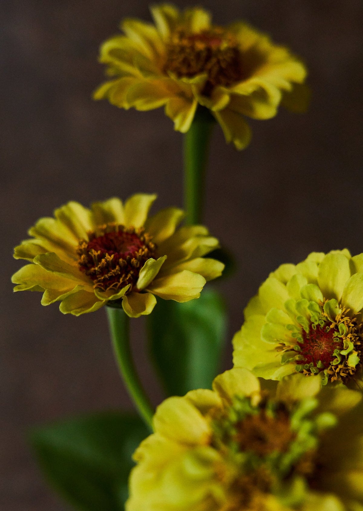 Frøkenhat 'Queen Lemon Peach' Seed 