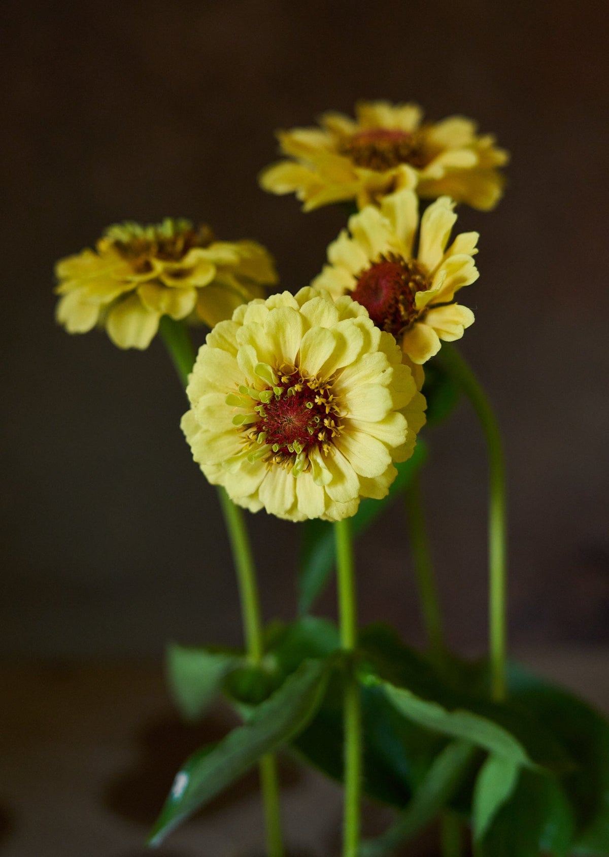 Frøkenhat 'Queen Lemon Peach' Seed 