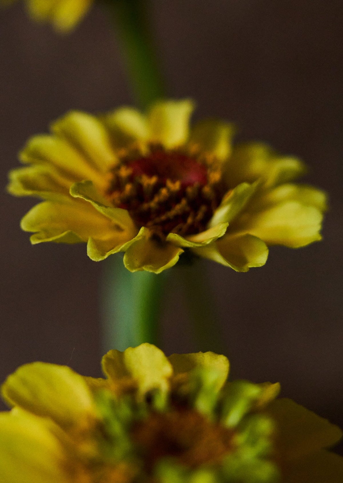 Frøkenhat 'Queen Lemon Peach' Seed 