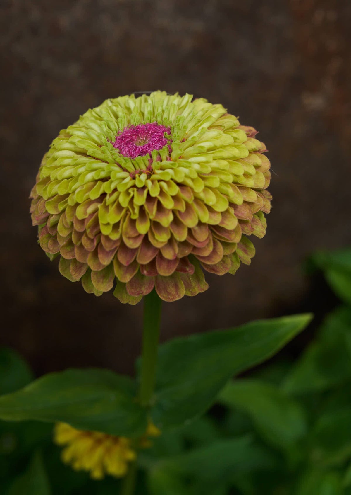 Frøkenhat 'Queen Lemon Peach' Seed 