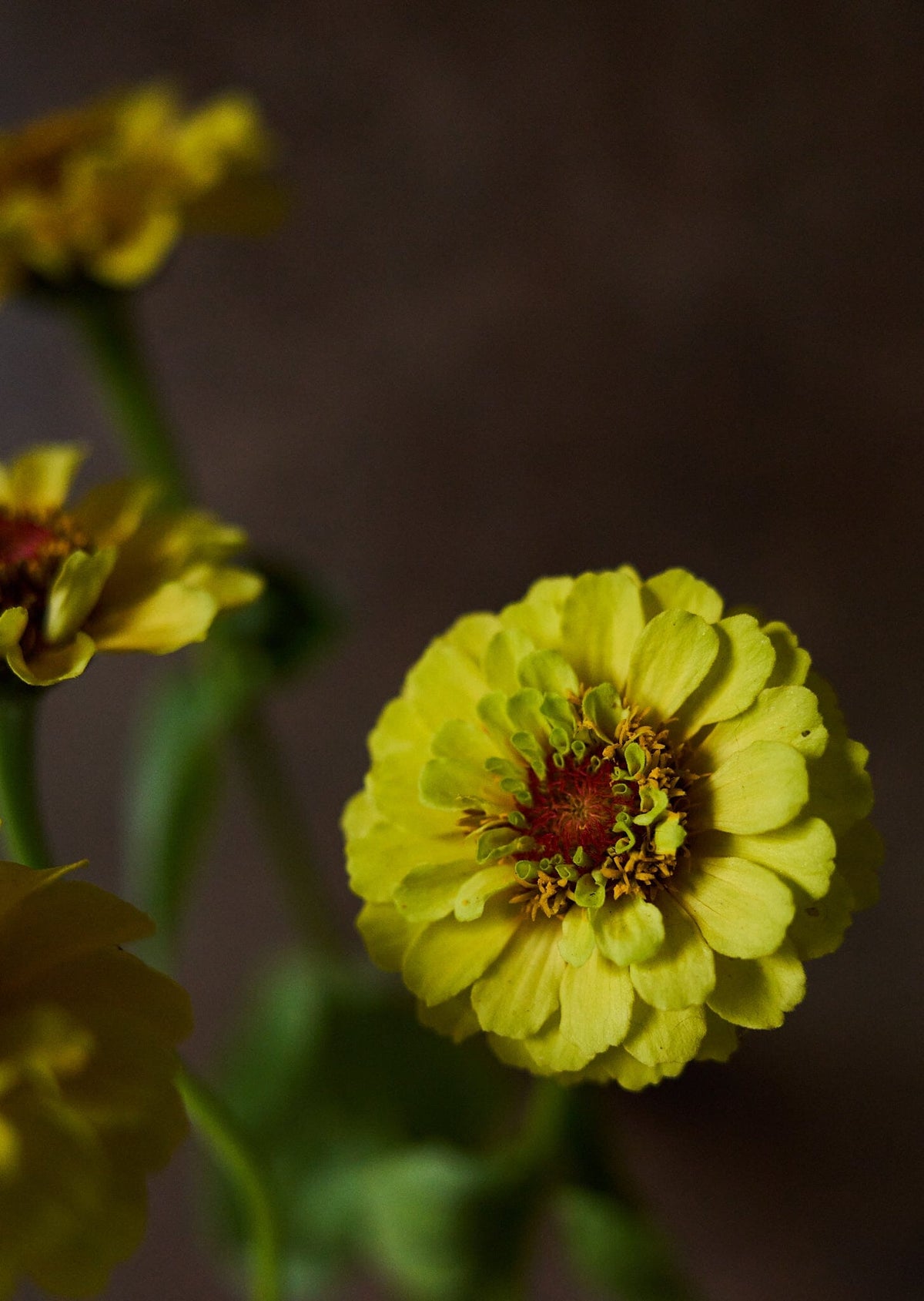 Frøkenhat 'Queen Lemon Peach' Seed 