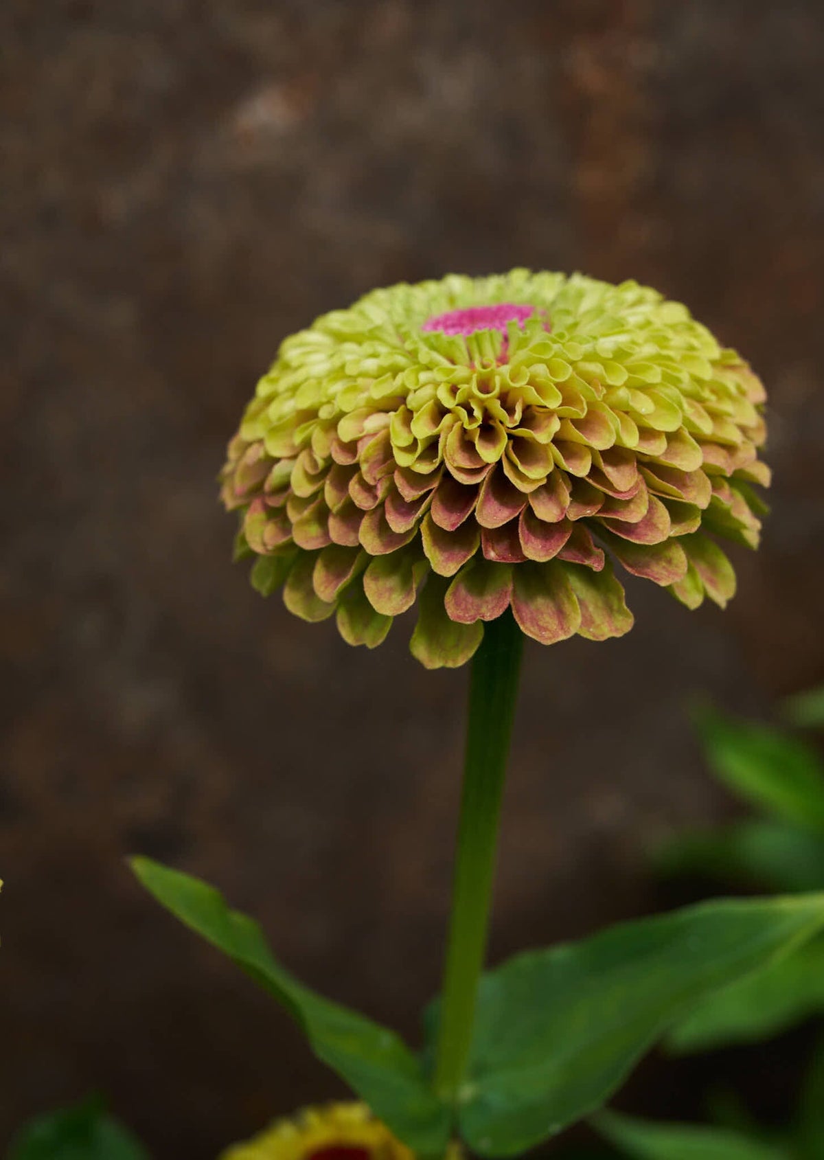 Frøkenhat 'Queen Lemon Peach' Seed 