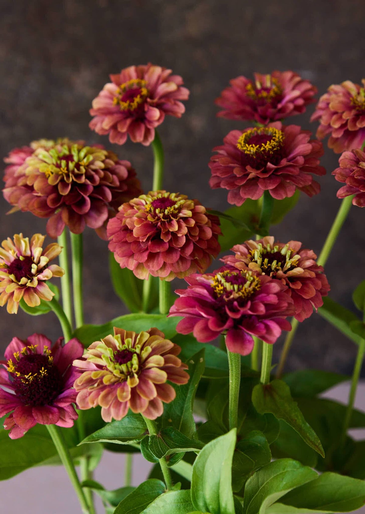 Frøkenhat 'Queen Red Lime' Seed 
