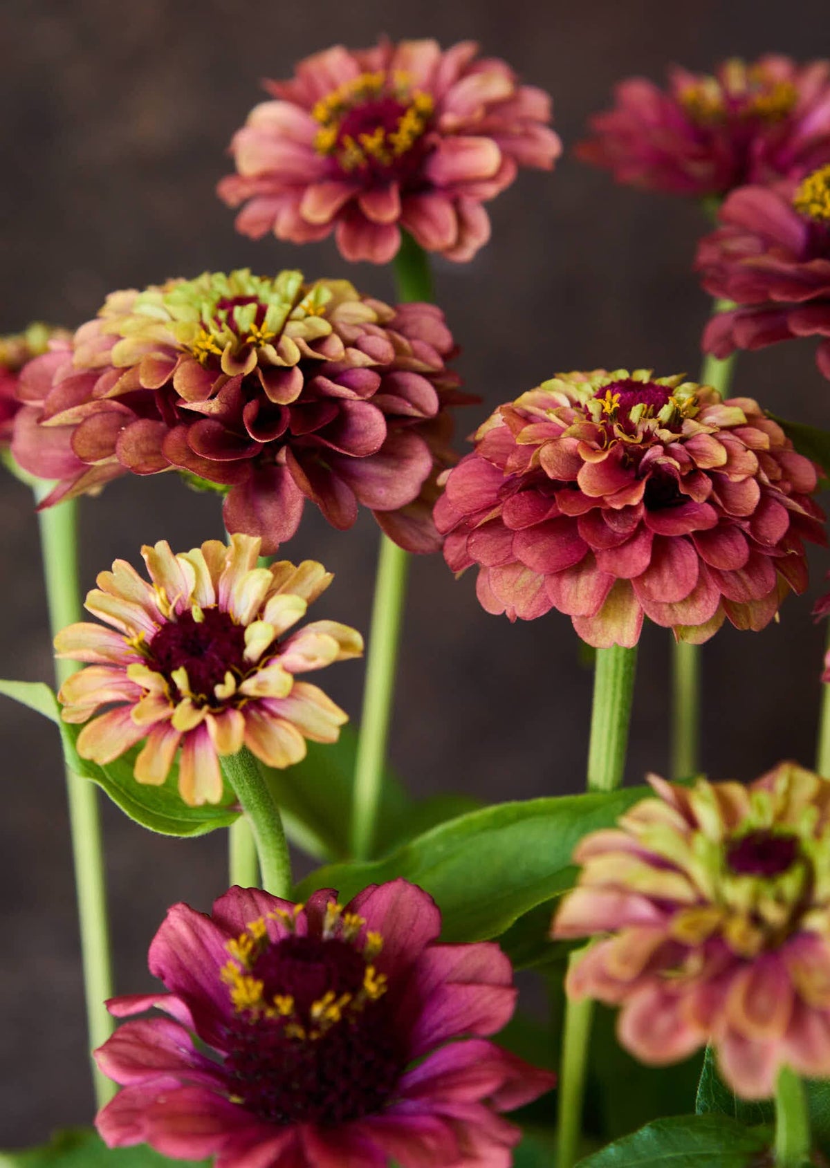 Frøkenhat 'Queen Red Lime' Seed 