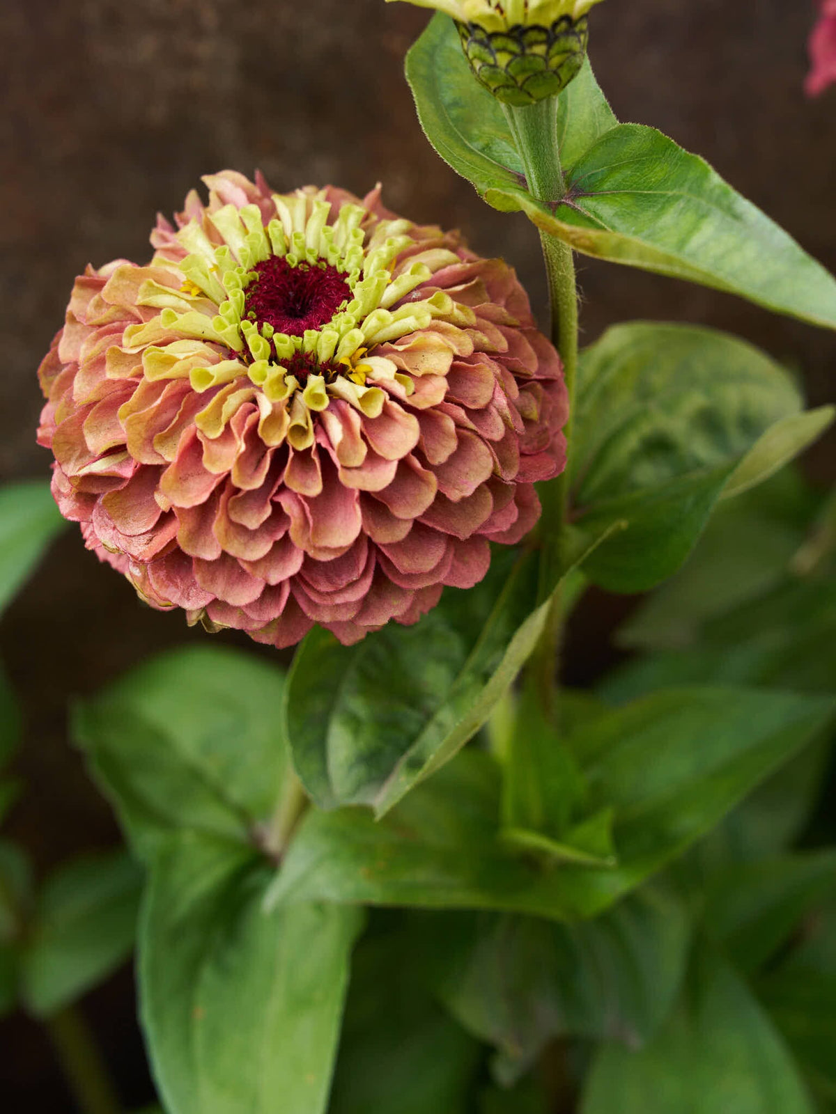 Frøkenhat 'Queen Red Lime' Seed 