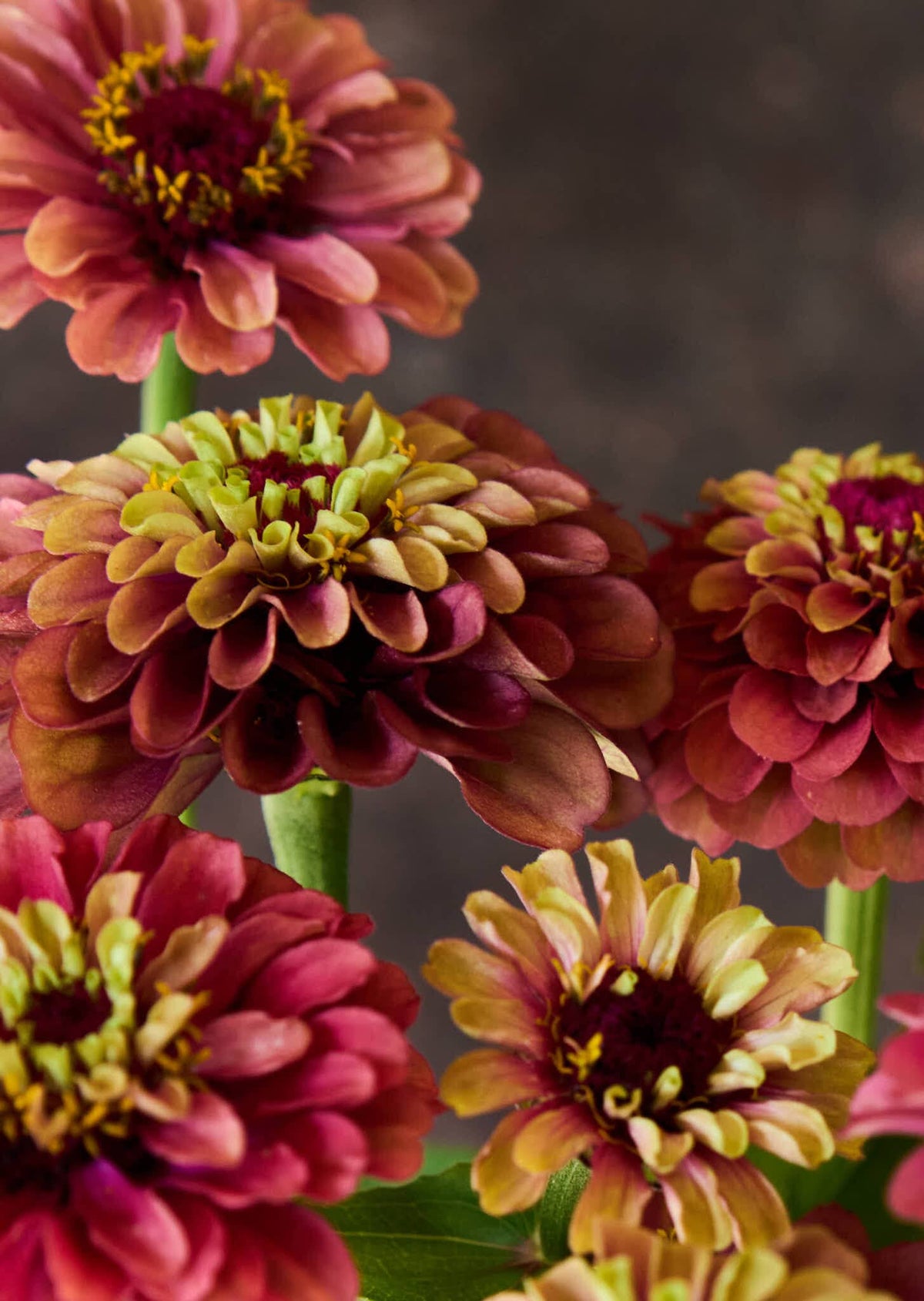 Frøkenhat 'Queen Red Lime' Seed 