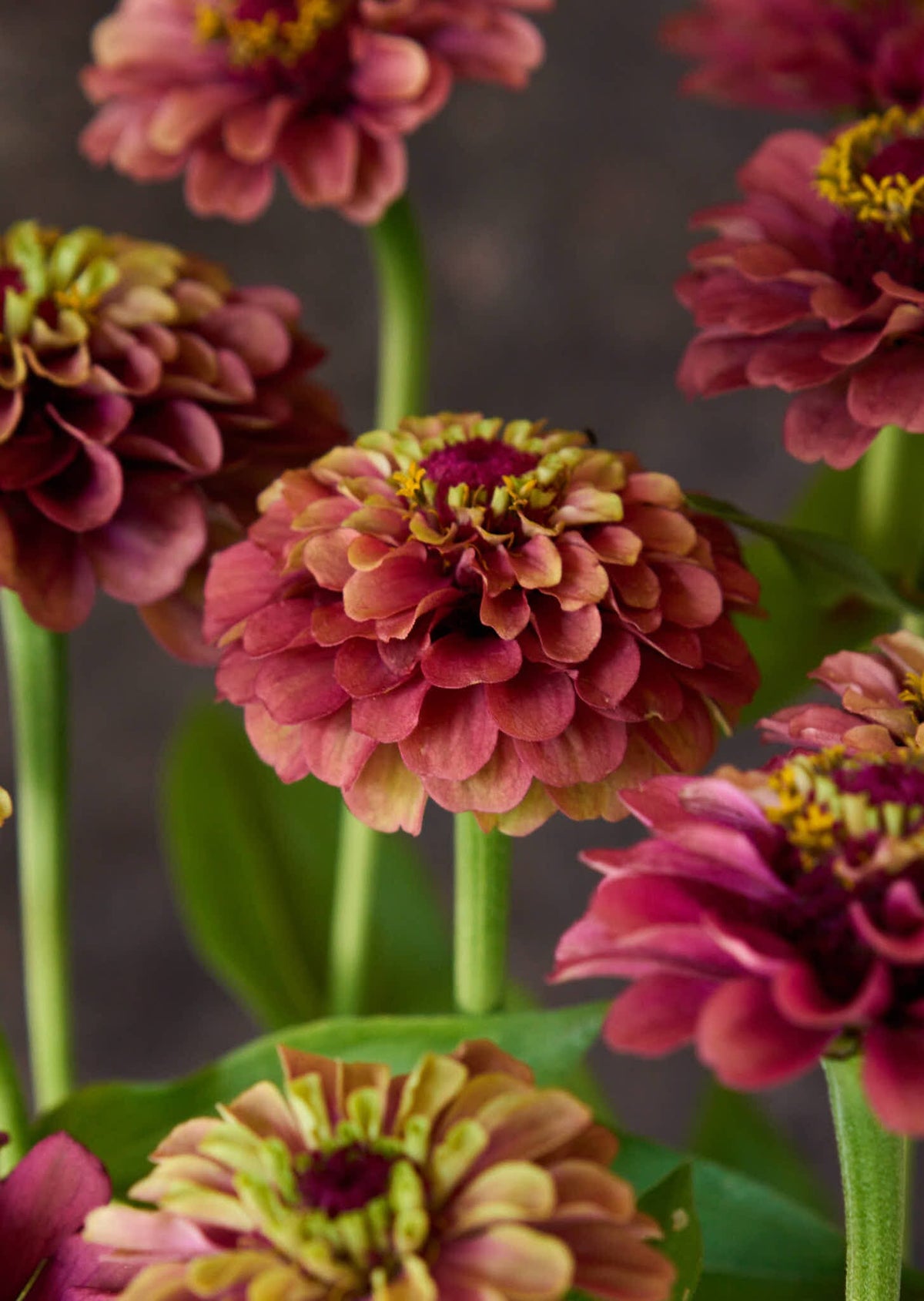 Frøkenhat 'Queen Red Lime' Seed 