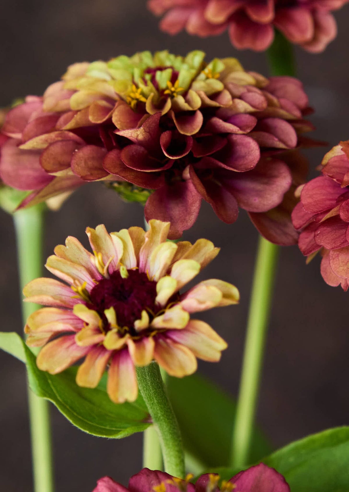Frøkenhat 'Queen Red Lime' Seed 