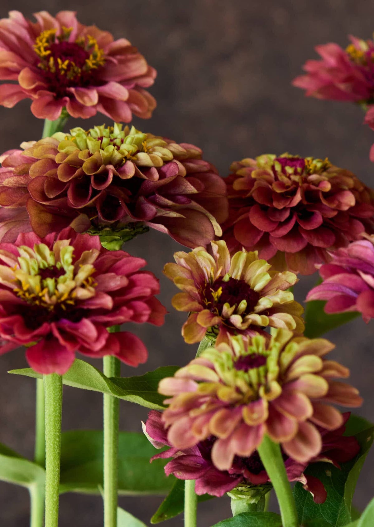 Frøkenhat 'Queen Red Lime' Seed 