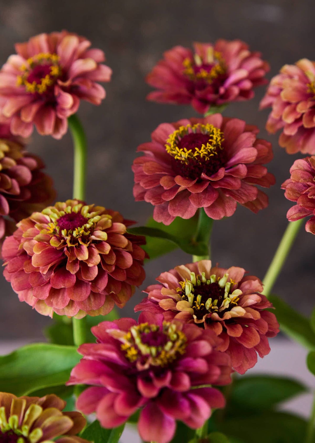 Frøkenhat 'Queen Red Lime' Seed 