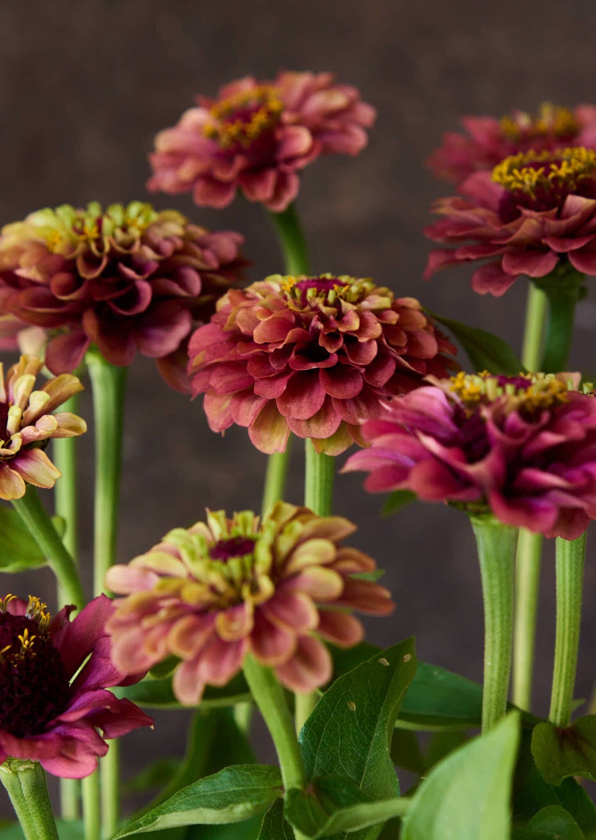 Frøkenhat 'Queen Red Lime' Seed 