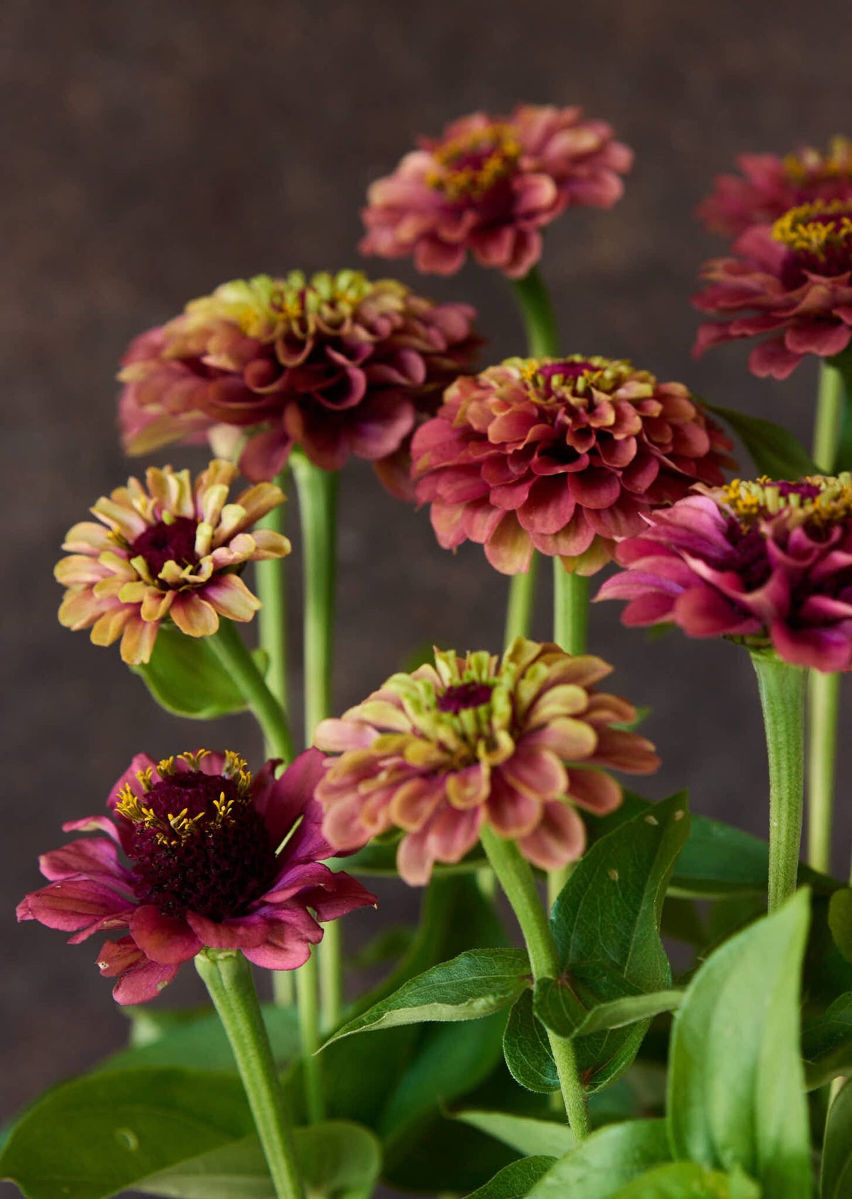 Frøkenhat 'Queen Red Lime' Seed 