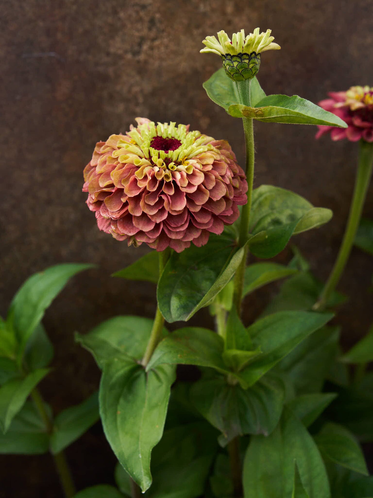 Frøkenhat 'Queen Red Lime' Seed 