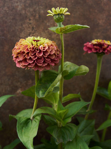 Frøkenhat 'Queen Red Lime' Seed 