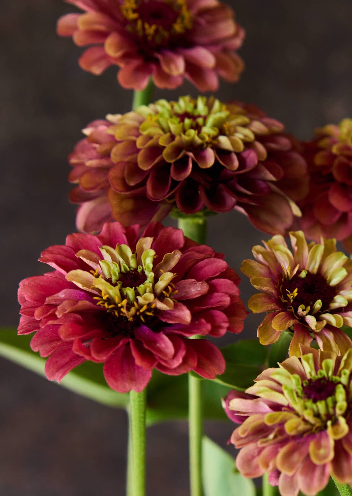 Frøkenhat 'Queen Red Lime' Seed 