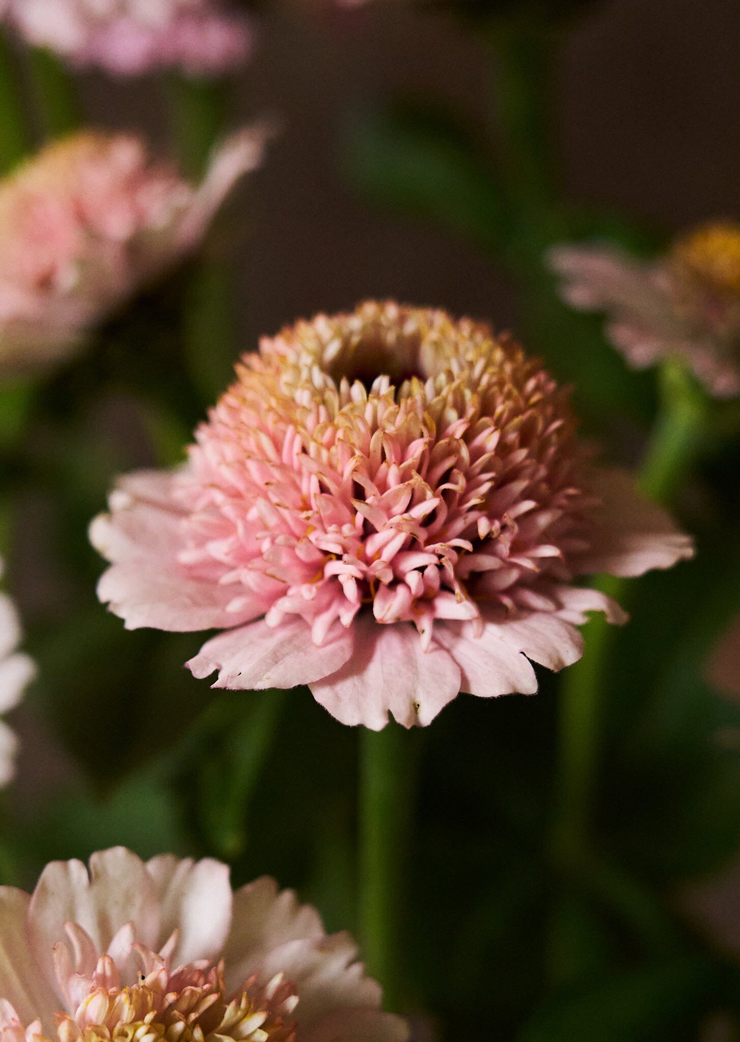 Frøkenhat 'Zinderella Lilac' Seed 